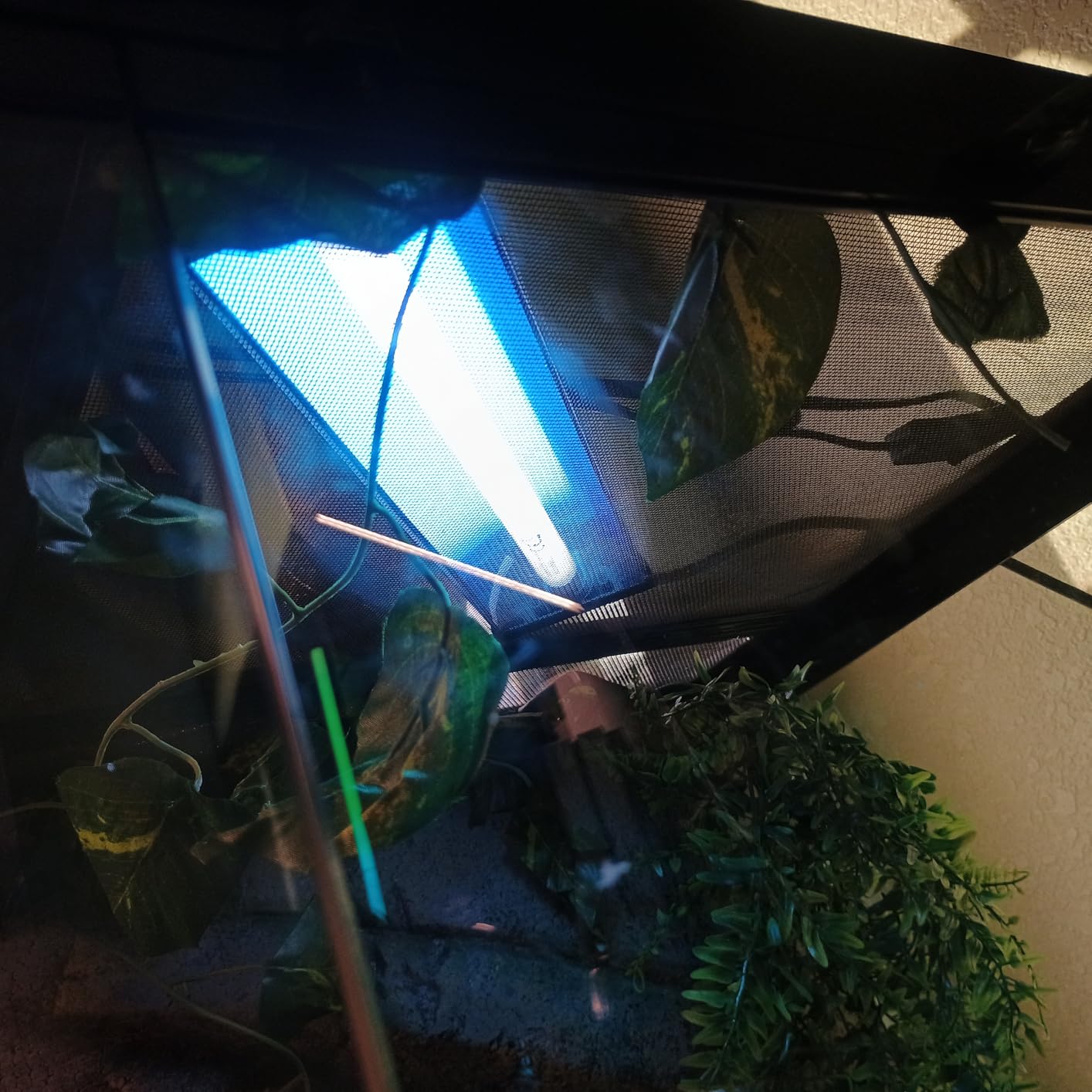 QZQ T5 UVB Reptile Light Fixture Combo Kit 8W, 10.0 UVB Light for Reptiles, Terrarium Hood Comes with Desert UVB Lamp for Bearded Dragon, Gecko, Tortoise, Lizard customer photo 2