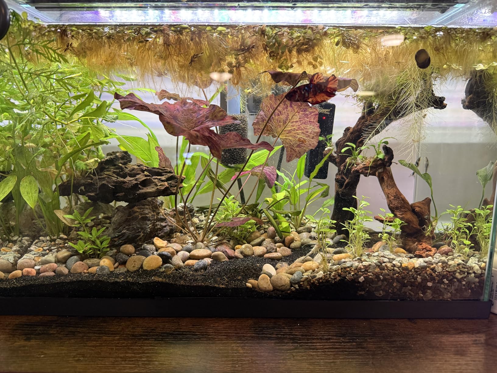 hygger Nano Aquarium Submersible Heater for 15-20 Gallon Fish Tank Betta Heater with Digital Display, Adjustable Temperature Controller 100Watt customer photo 1