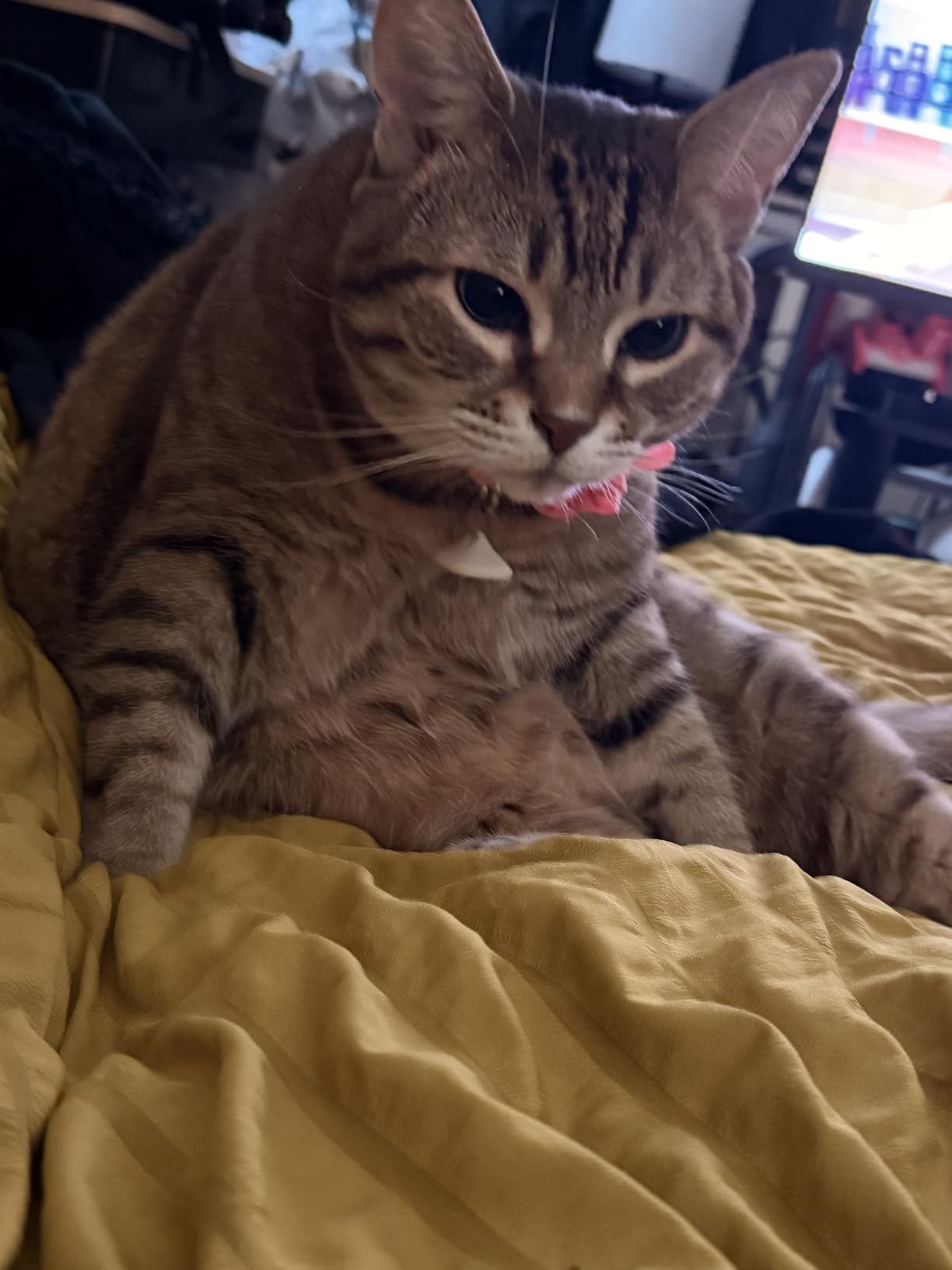 PETLIBRO RFID Automatic Cat Feeder, Collar Sensor-Activated Personalized Meals, Cats Recognition & Diet Tracking for Multi-Pet Homes and Different Diets, 5G&2.4G Wi-Fi Programmable Cat Food Dispenser customer photo 2