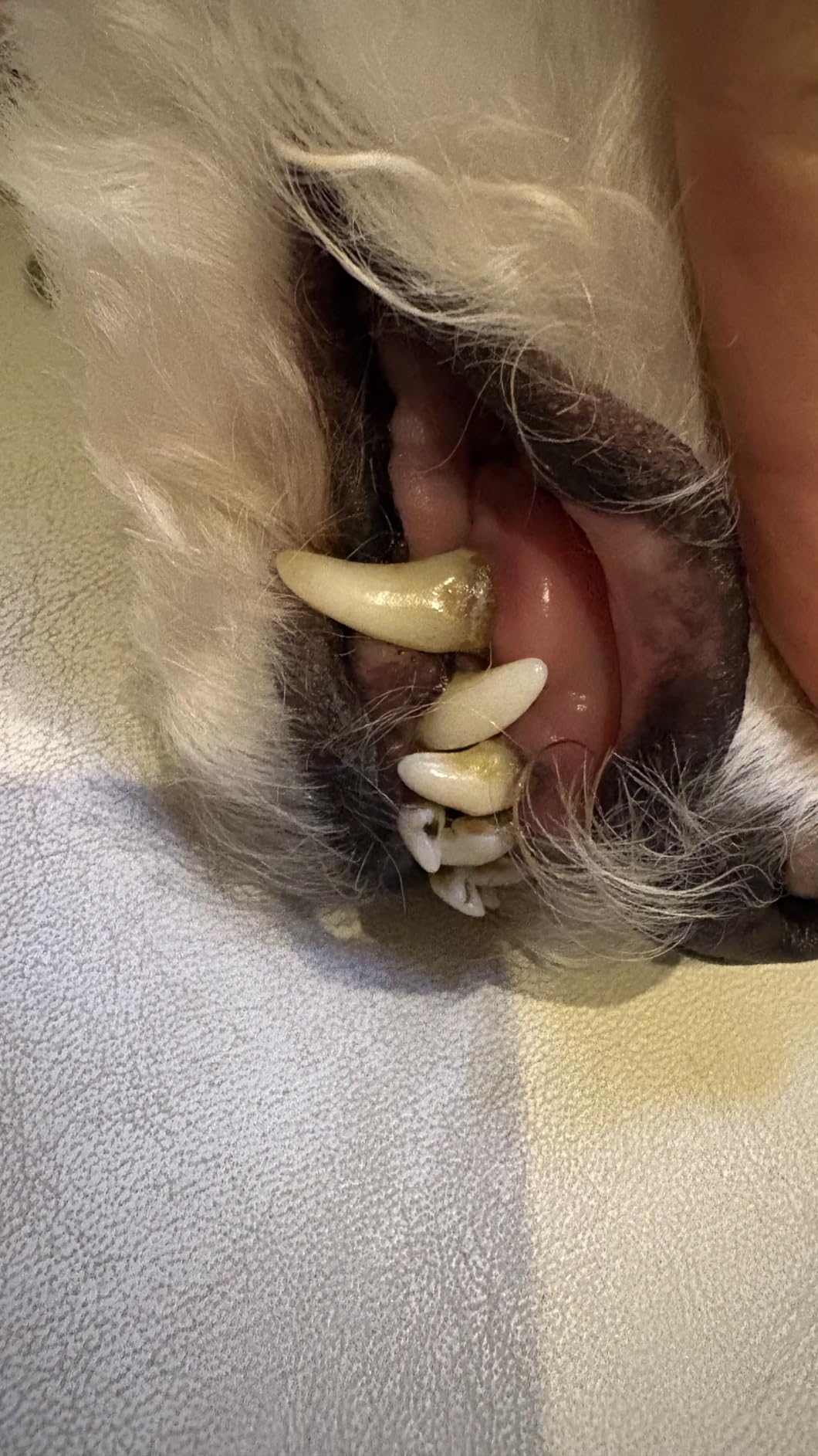 Dog Plaque Remover for Teeth,Pet Ultrasonic Tooth Cleaner with LED Light,Cleaning Kit for Tartar and Stains,5 Adjustable Modes,Pet Teeth Cleaning kit,Suitable for Dogs and Cats (Black) customer photo 1