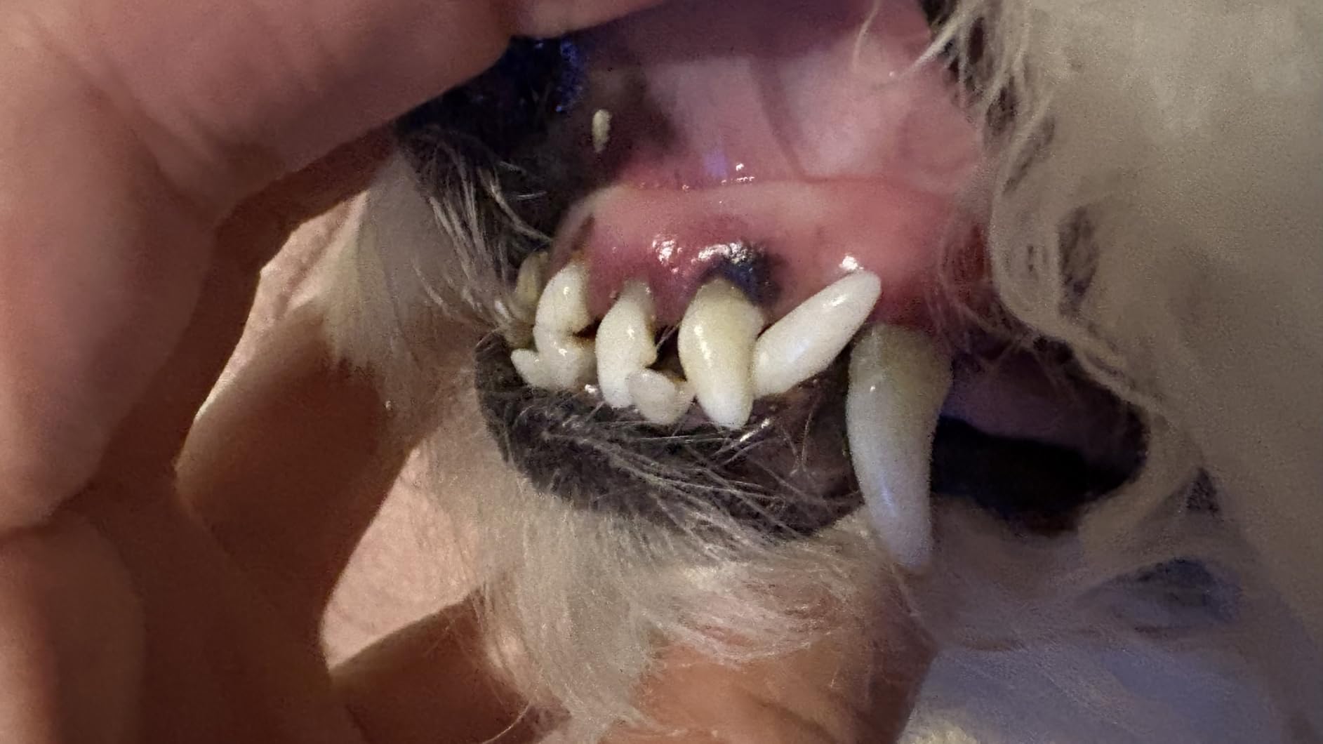 Dog Plaque Remover for Teeth,Pet Ultrasonic Tooth Cleaner with LED Light,Cleaning Kit for Tartar and Stains,5 Adjustable Modes,Pet Teeth Cleaning kit,Suitable for Dogs and Cats (Black) customer photo 2