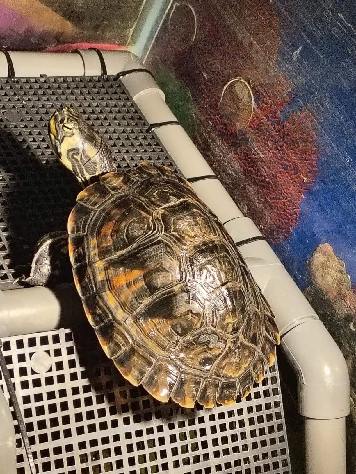 SKARUS Large Standing Turtle Basking Platform with Ramp(6.49