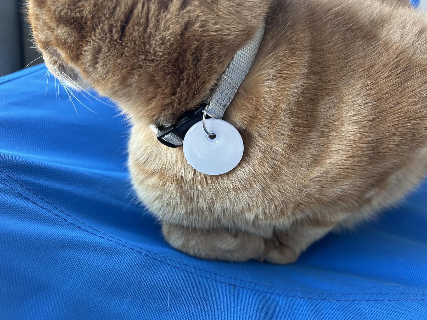 RFID Smart Pet Feeder with Dual Collar Tags - Automatic Food Bowl with Scheduled Feeding Times, LCD Display, Voice Recorder, Supports Wet & Dry Food for Multi-Pet Households customer photo 1