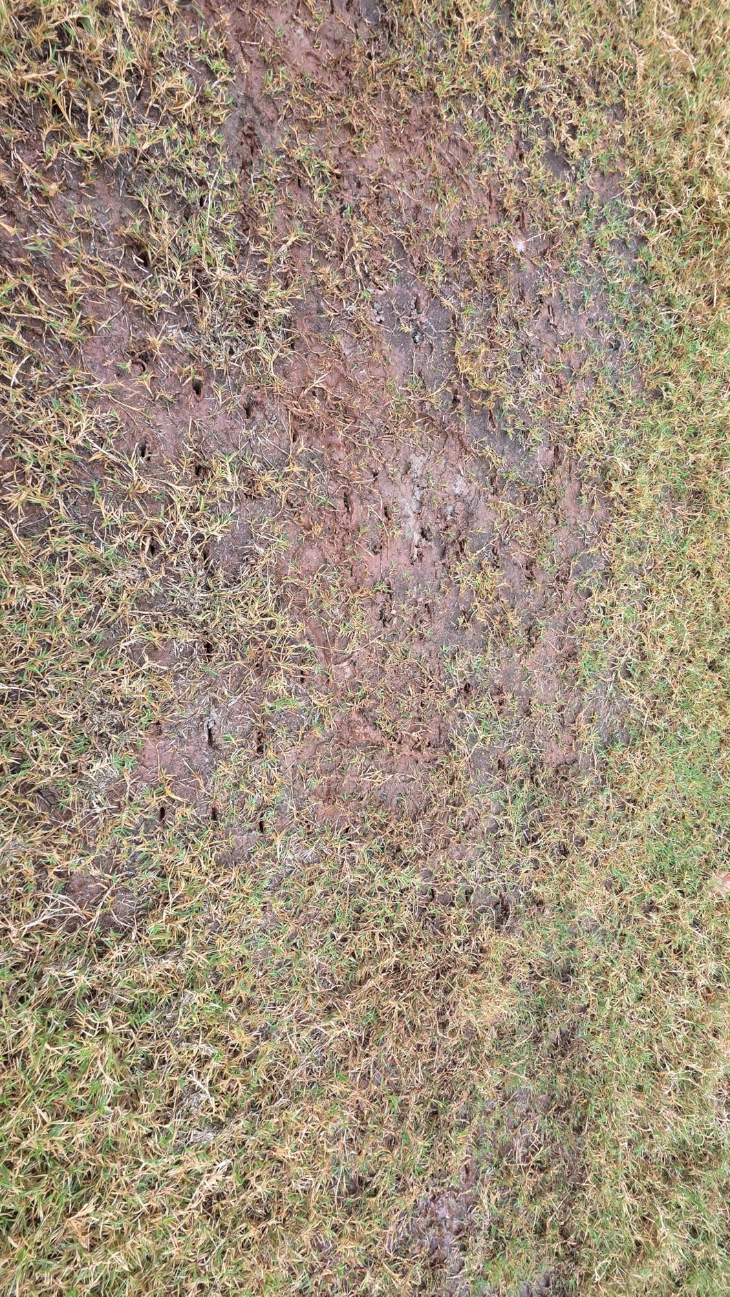 GrdnCare Rolling Lawn Aerator Tool, Heavy-Duty Manual Aerator Lawn Tool - 42 Spike Aerator Lawn Tool with 71