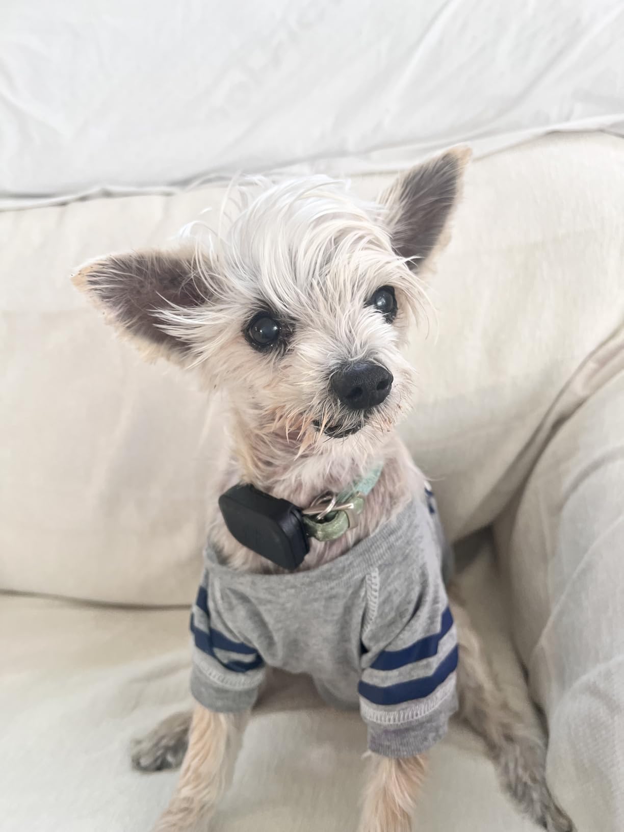 Fi Mini GPS Tracker for Dogs - 6-Month Membership Included - Smart Pet Tracking Collar Attachment - Lightweight, Virtual Fences, Escape Alerts, Step & Health, Waterproof customer photo 2