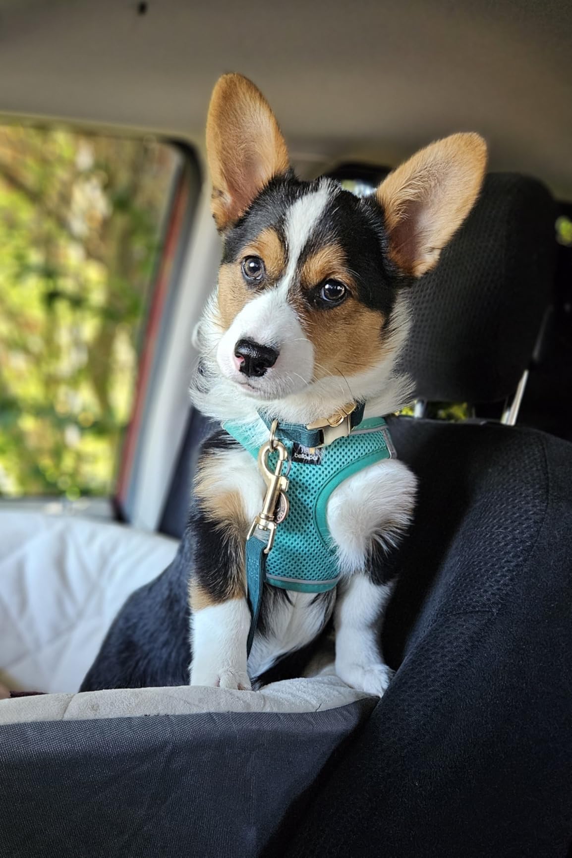 Soft Hemp Dog Collar and Leash Set Adjustable Woven Tweed Dog Collars with Metal Buckle and Lead for Small Medium Large Dogs,Beige customer photo 1