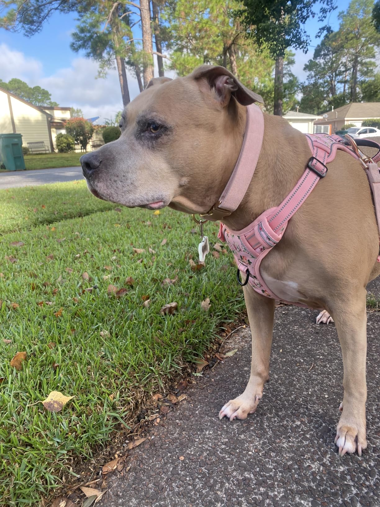 Soft Hemp Dog Collar and Leash Set Adjustable Woven Tweed Dog Collars with Metal Buckle and Lead for Small Medium Large Dogs,Beige customer photo 2