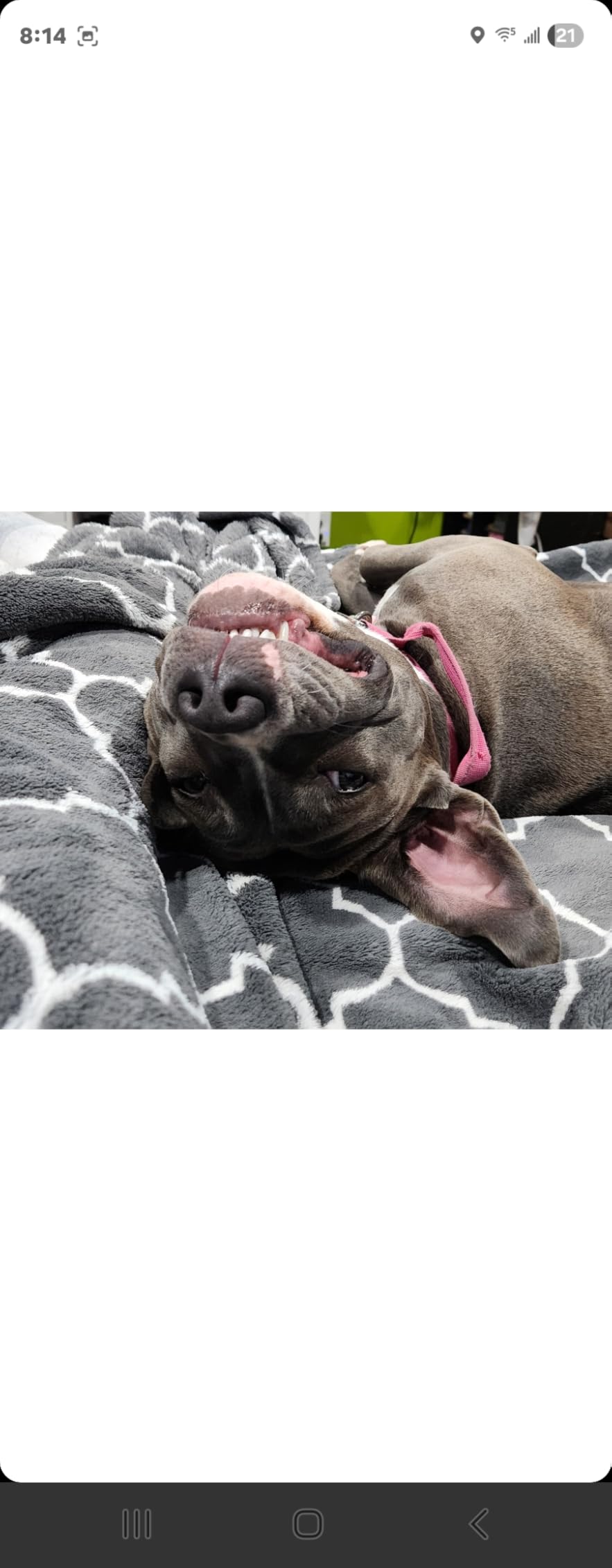 PETCHO Electric Dog Paw Cleaner Cup - Automatic 360 deg Pet Paw Washer, Rechargeable & Quiet Paw Cleaning Device with Soft Silicone Bristles, Portable Pet Foot Washer for Medium Large Dogs (Pink) customer photo 1