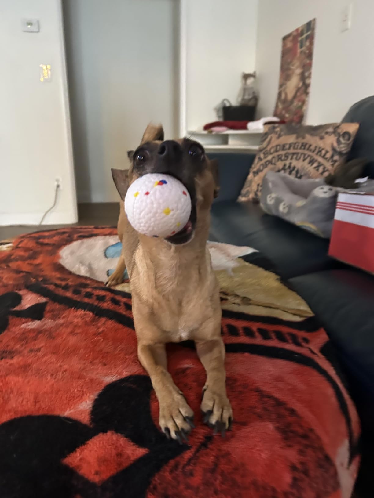 Dog Ball Launcher, Chuck It Ball Launcher, Dog Balls Thrower with 10 2.28-inch Balls, 3 Adjustable Distances, Indoor/Outdoor Toy for Small/Medium Dogs, Rechargeable customer photo 2