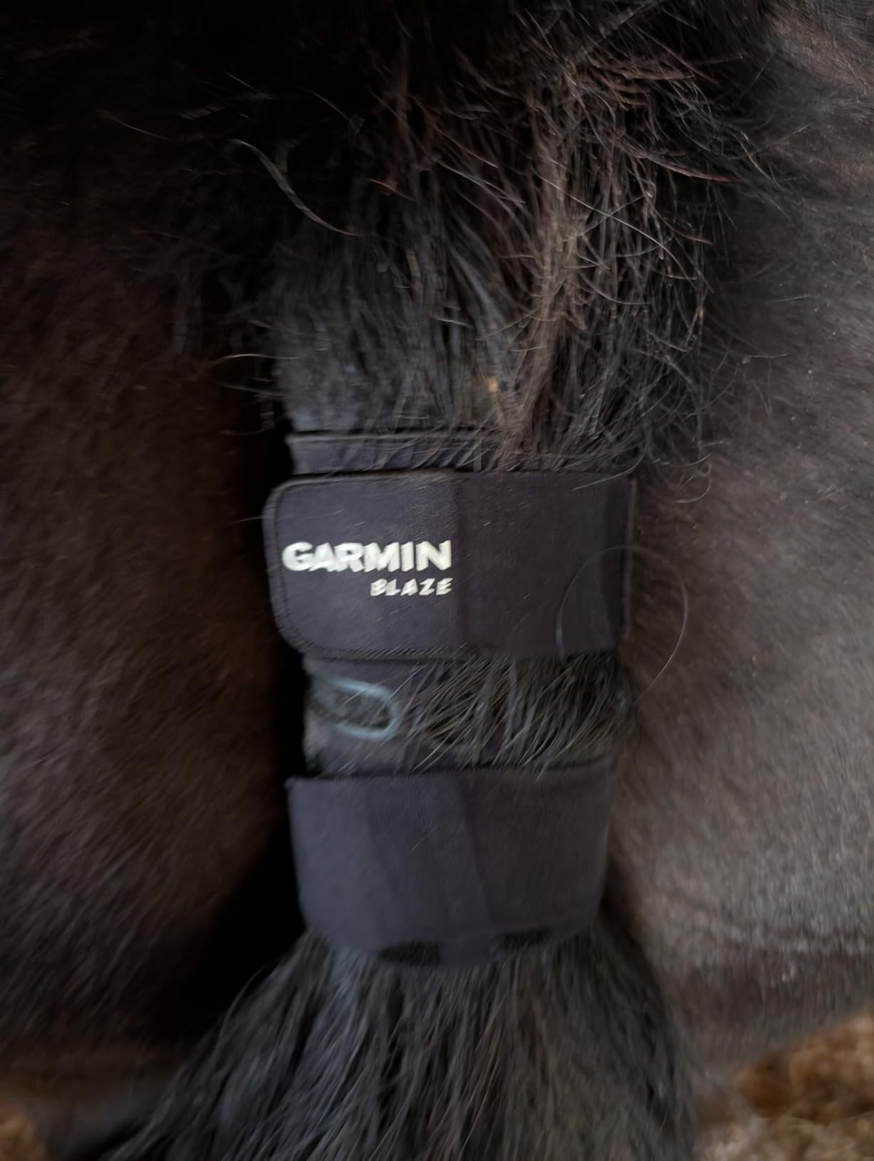 Garmin® Blaze™ Equine Wellness System, Easy-to-Use Tail Wrap and Sensor, Health & Wellness Insights customer photo 2