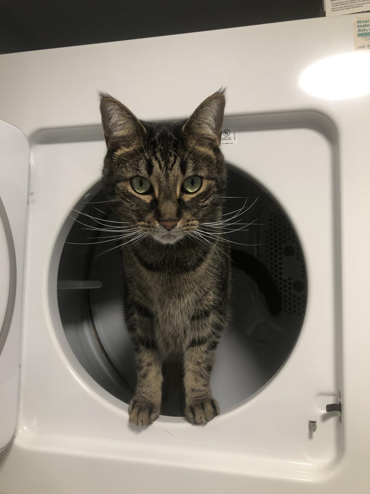 Cat Water Fountain Wireless - Stainless Steel 3.2L/108oz Cordless Pet Fountain - Battery Operated Automatic Water Dispenser for Cats Indoor, with Motion Sensor & Quiet Pump customer photo 1