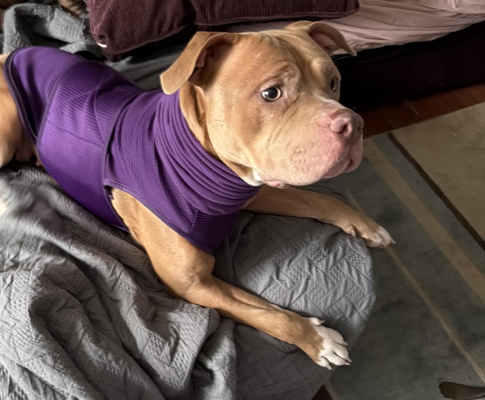 Dog Anxiety Vest with Hood, Skin-Friendly Thunder Jacket for Dogs, All-in-One Dog Calming Shirt with Hood for Thunder, Fireworks, Separation - Keep Pet Calm Without Medicine, Rose, L customer photo 1