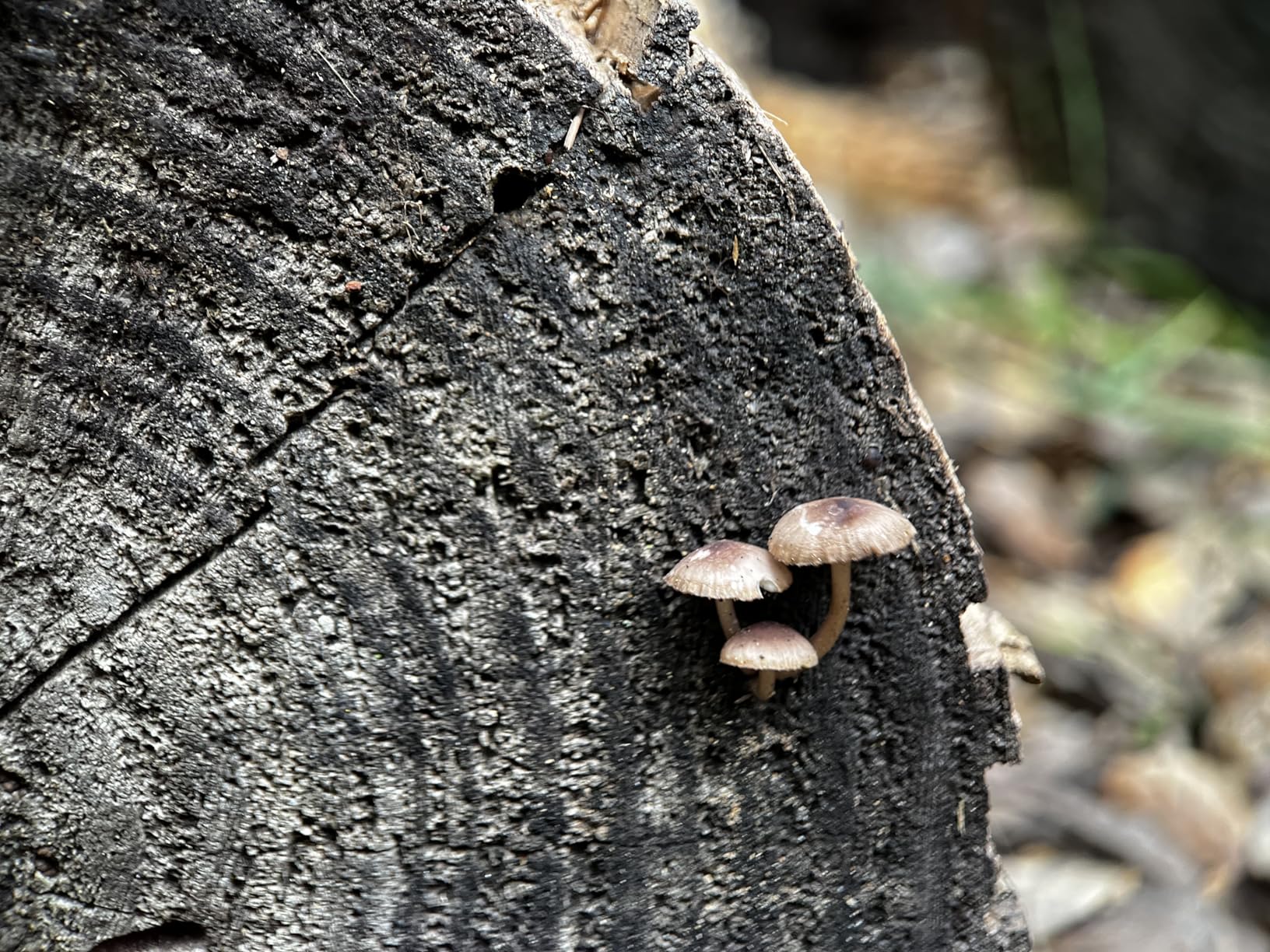 Upgraded Professional Macro Lens for Smartphone with Ring Light, HB100U Macro Photography Lens, Aluminum Phone Camera Lens Kit with Universal Clip. Phone Lens Attachment Fit for iPhone/Android Phone customer photo 2