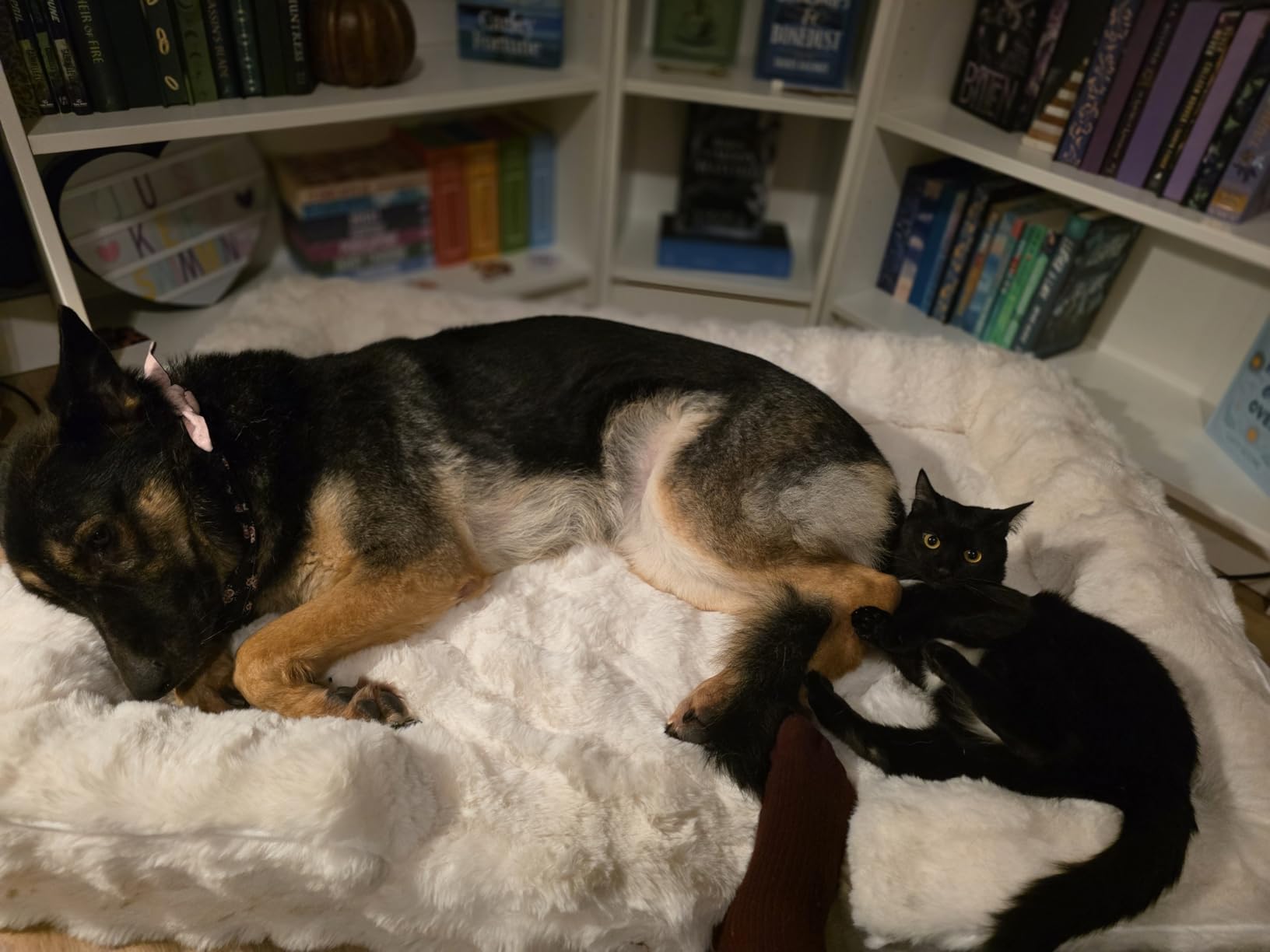 Self Warming Dog Bed for Large Size Dog, Faux Fur Orthopedic Puppy Sofa with Washable Removable Cover, Bolster Orthopedic Egg Crate Foam Bed for Pet Up to 100 lbs, XL 44x32x7 inch, Beige customer photo 2