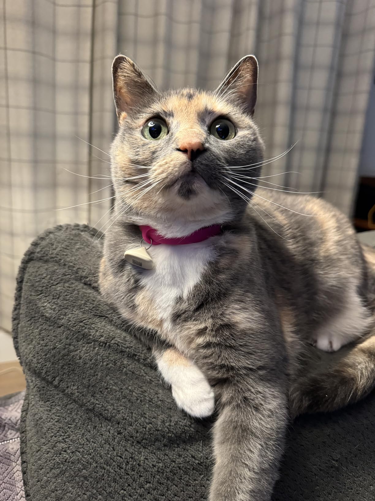 PETLIBRO Automatic Cat Feeders for 2 Cats, RFID Collar Tag for Exclusive Meals, Cats Recognition to Stop Food Stealing, Diet Tracking for Multi-Pet Homes and Different Diets, Pet Feeder Pack of 2 customer photo 1