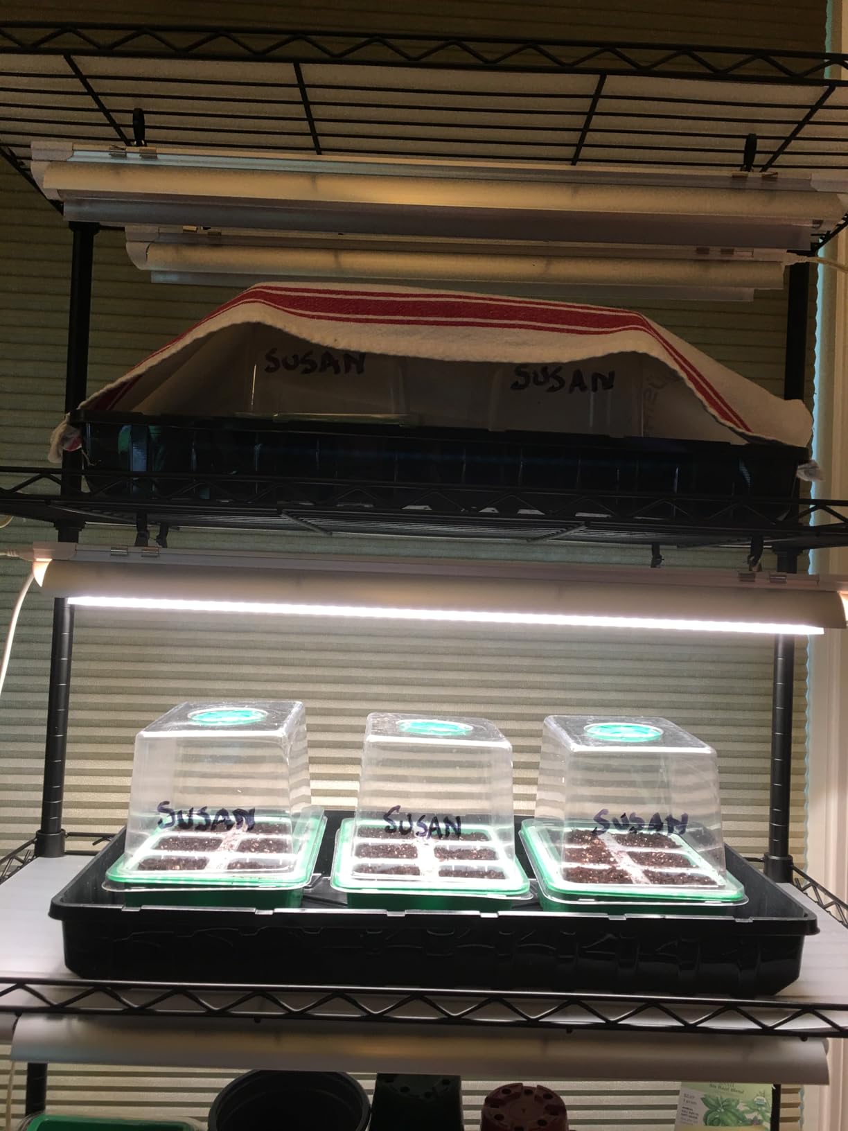 Seed Starter Tray, 120-Cells Seed Starter Kit with Grow Light, 2 Pack Reusable Seeding Starter Trays with Air Vent Humidity Domes for Greenhouse Gardening Indoor Planting Growing (Green Base) customer photo 1