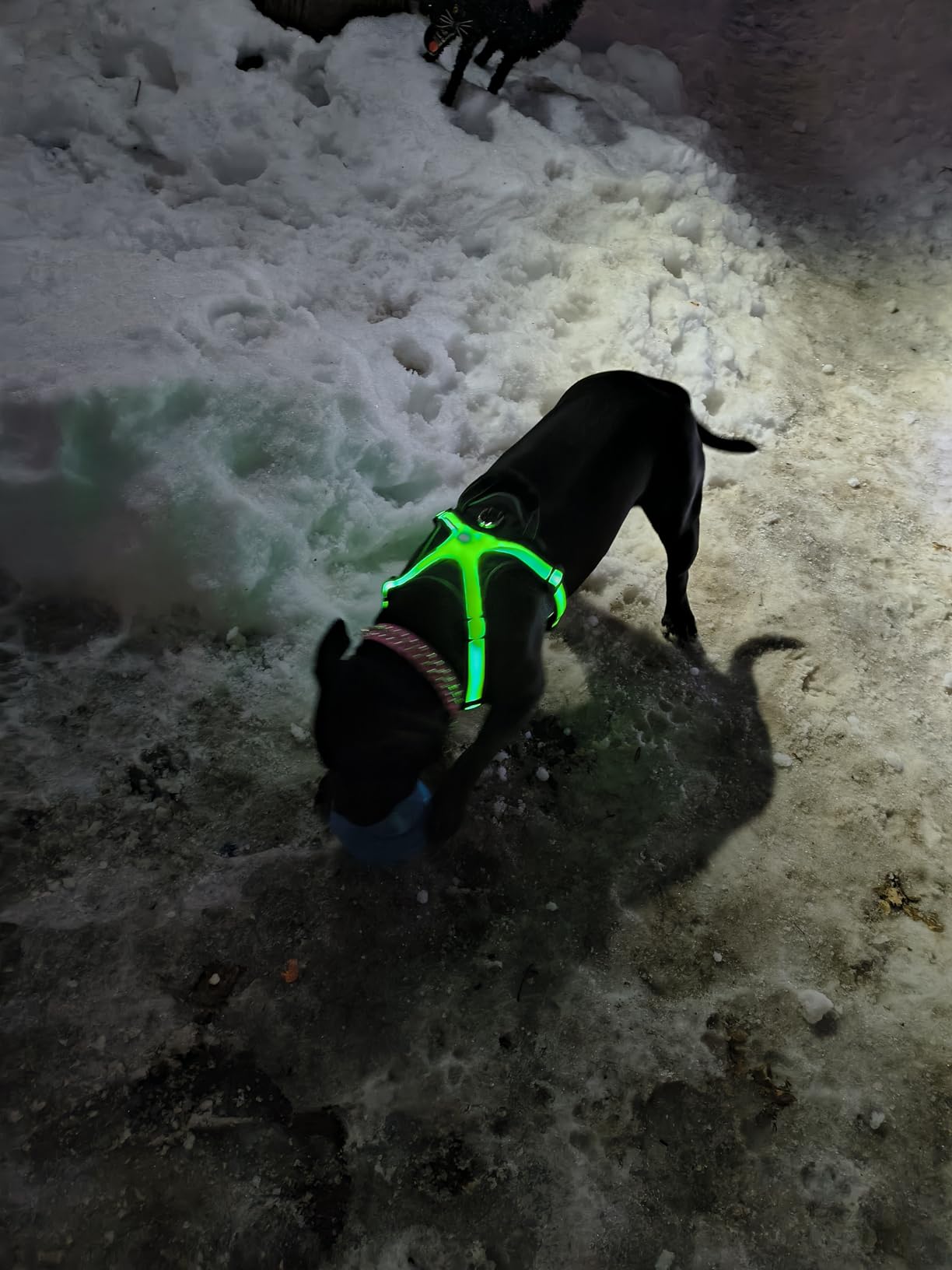 Light Up Dog Harness-Multicolor LED Dog Harness with 7 Lighting Modes | No Pull USB Rechargeable Safety Vest with Handle for Medium Large Dogs | Waterproof & Adjustable Glow-in-The-Dark Illuminated(L) customer photo 1