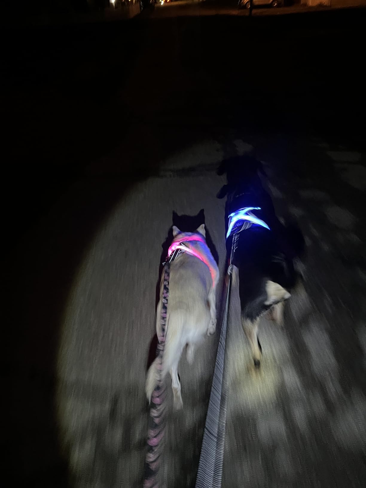 Light Up Dog Harness-Multicolor LED Dog Harness with 7 Lighting Modes | No Pull USB Rechargeable Safety Vest with Handle for Medium Large Dogs | Waterproof & Adjustable Glow-in-The-Dark Illuminated(L) customer photo 2