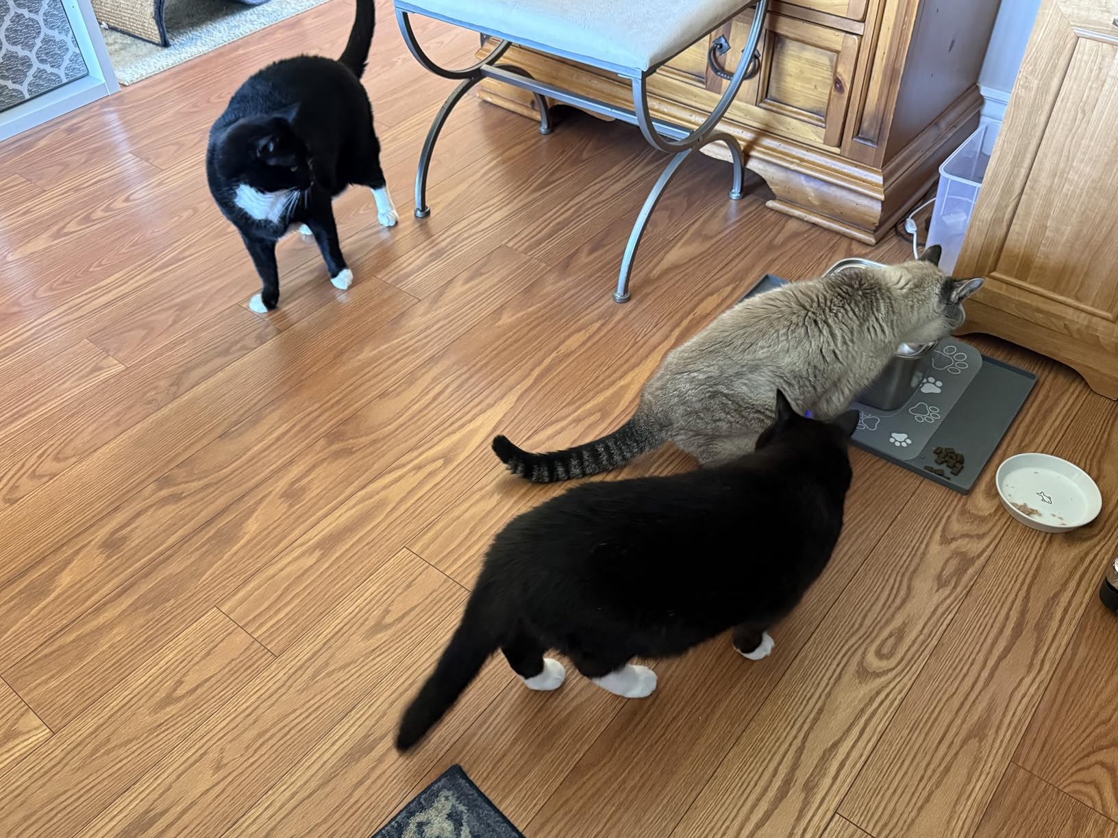 Veken Innovation Award Winner Stainless Steel Cat Water Fountain, 108oz/3.2L Automatic Pet Fountain Dog Water Dispenser with 3 Replacement Filters & Silicone Mat, Gifts for Cats, Dogs (Silver) customer photo 1