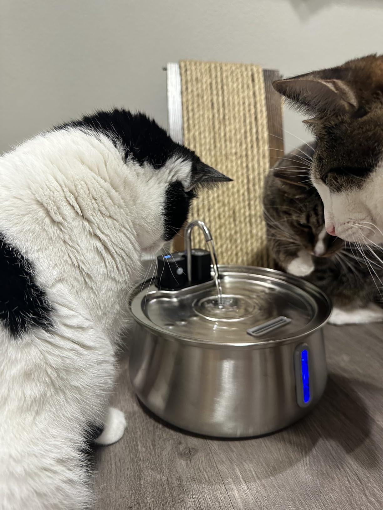 CEESC Cordless Cat Water Fountain Stainless Steel, 4L/135oz Automatic Pet Water Dispenser with Motion Sensor, Multi-Filtration, Ultra Quiet Pump, Long-Lasting 4000mAh Battery for Indoor Cats & Dogs customer photo 2