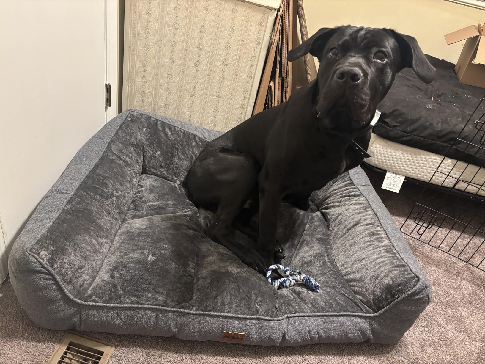 Orthopedic Dog Bed for Extra Large Dogs - Extra Thick Supportive Dog Couch Bed, Pet Beds Sofa with Waterproof Washable Cover & Non-Slip Bottom, Grey, 42x30 Inch customer photo 1