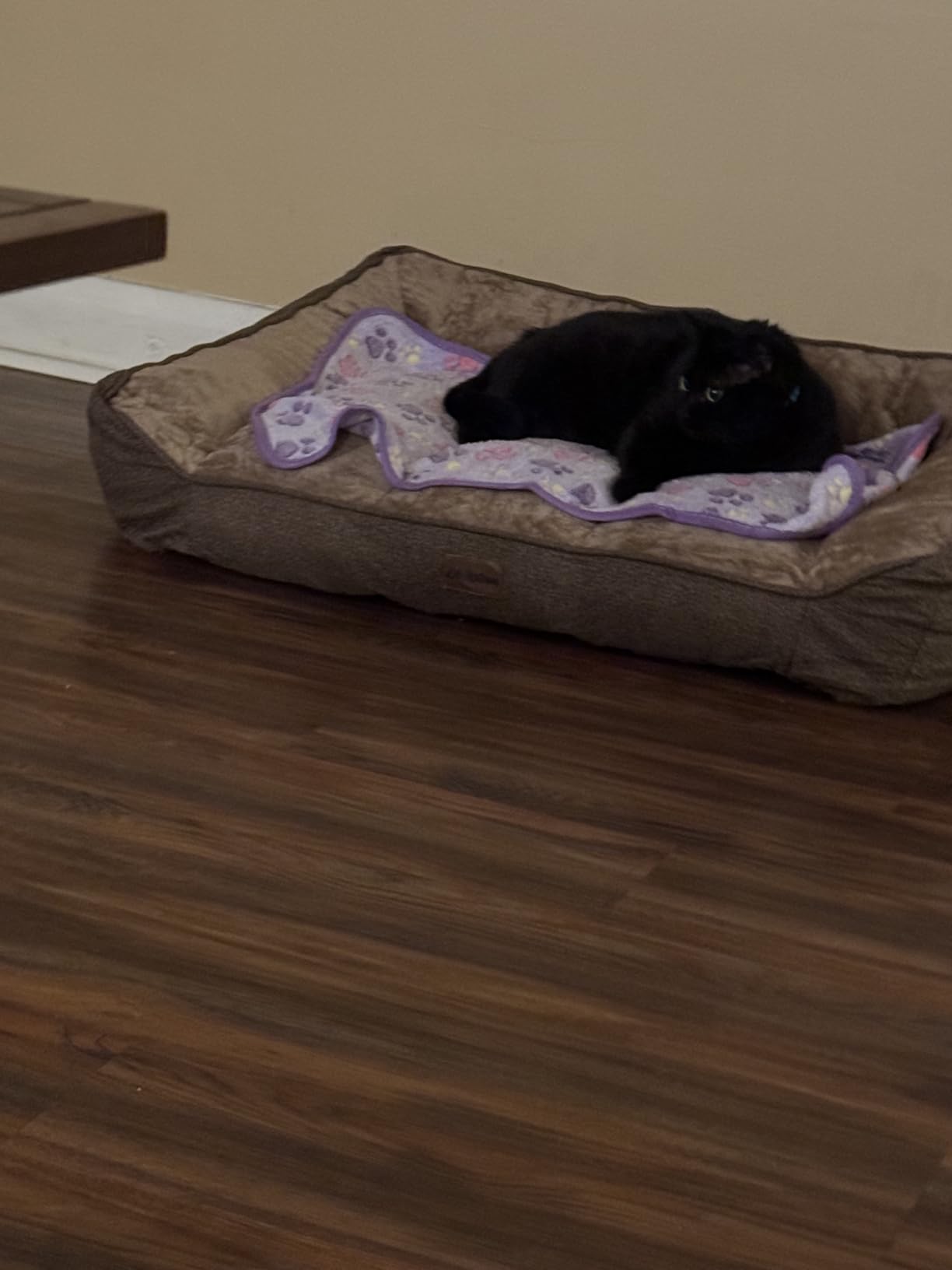 Orthopedic Dog Bed for Extra Large Dogs - Extra Thick Supportive Dog Couch Bed, Pet Beds Sofa with Waterproof Washable Cover & Non-Slip Bottom, Grey, 42x30 Inch customer photo 2