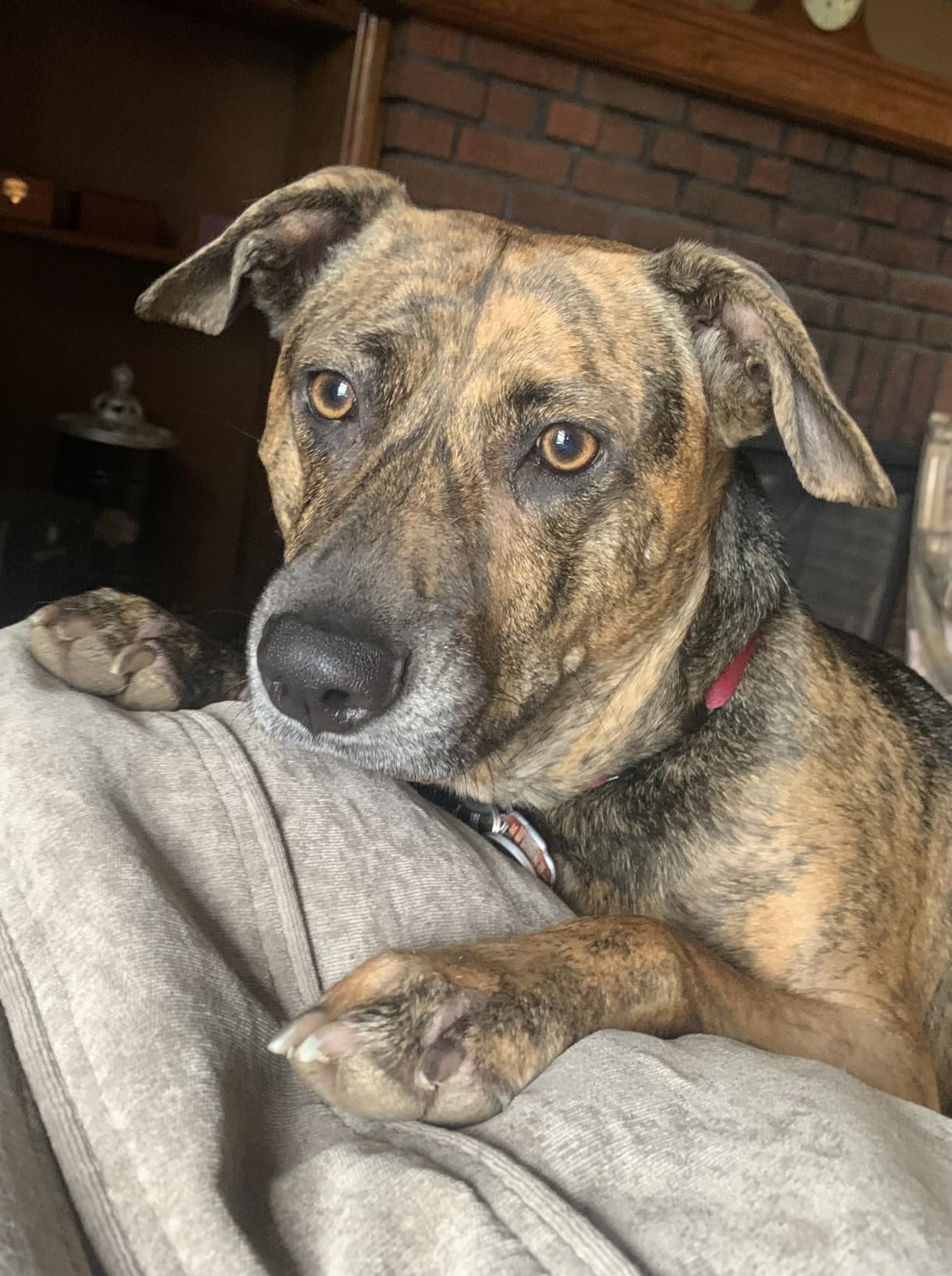 Dog Rescue Oxygen Kit - Portable Oxygen Supply for Pets for Transport and Rescue - Oxygen, Mask, Regulator, Tubing & Travel Case Included (0-11 lbs) customer photo 2