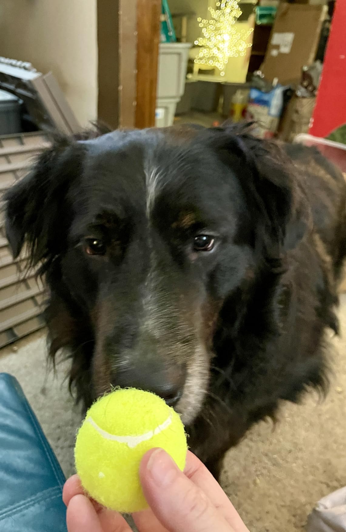 Automatic Dog Ball Launcher, Dog Ball Throw Launcher, 3 Adjustable Distance 20-45FT, with 6 2.3-inch ETPU Balls, for Small/Medium Dogs, Indoor and Outdoor Interactive Toys customer photo 1