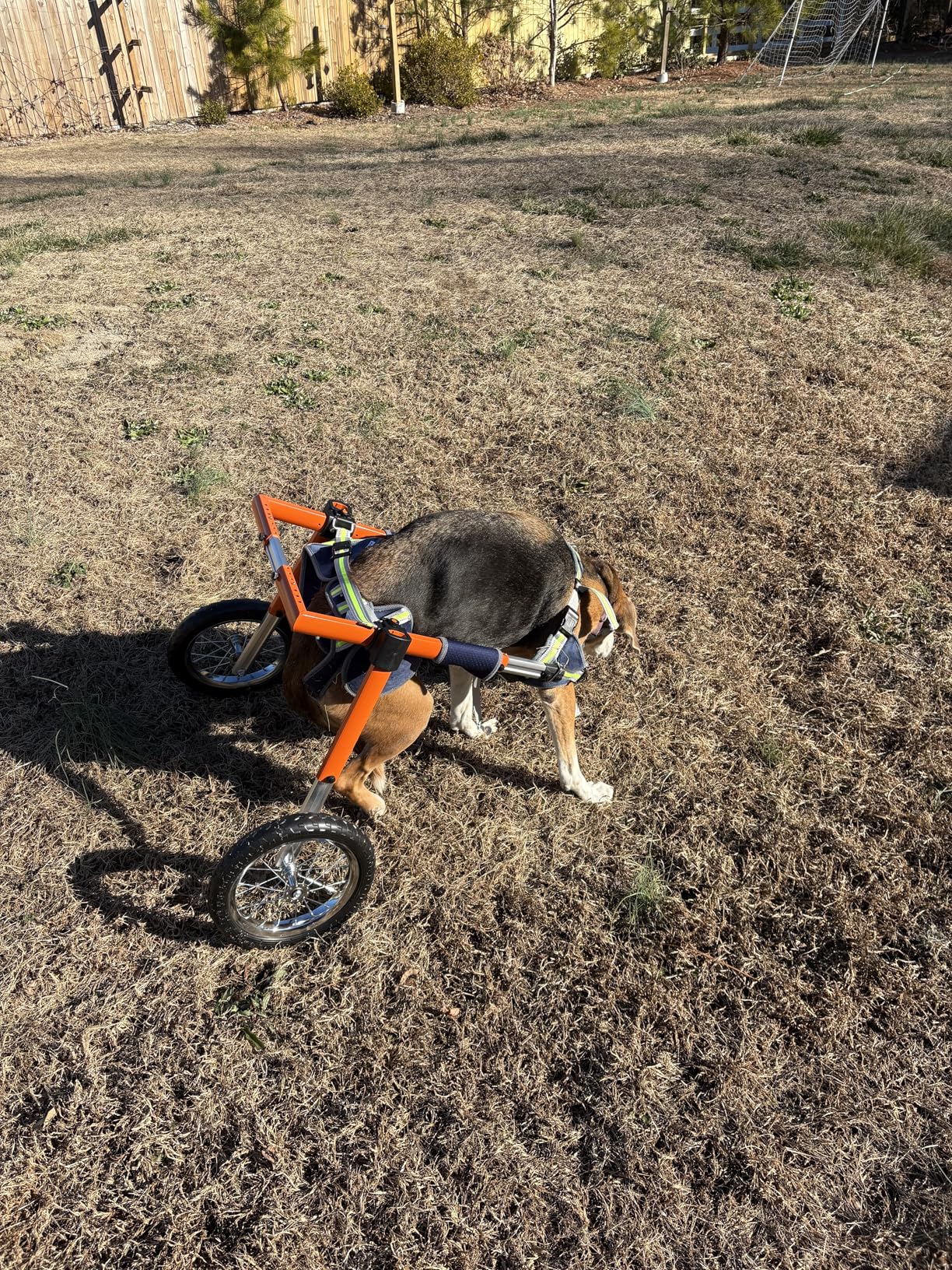 VEVOR Dog Wheelchair for Back Legs, Lightweight 2 Wheels Pet Wheelchair, Height, Width & Length Adjustable, Dog Cart with Shock-Absorbing Wheels, for Injured, Disabled Dogs customer photo 1