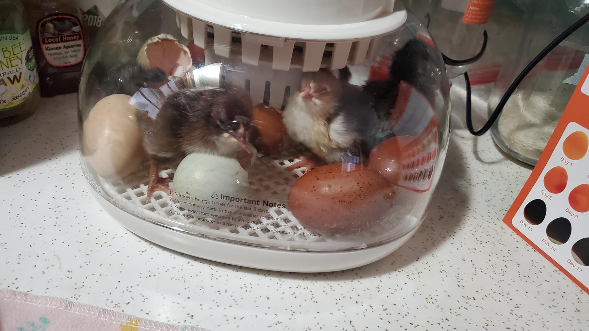 APDOE HatchPro 18 Egg Incubator, 2 Egg Trays, Automatic Egg Turning with Auto Stop, Humidity Control, Adjustable Incubation Day & Period, Auto Water Refill customer photo 1