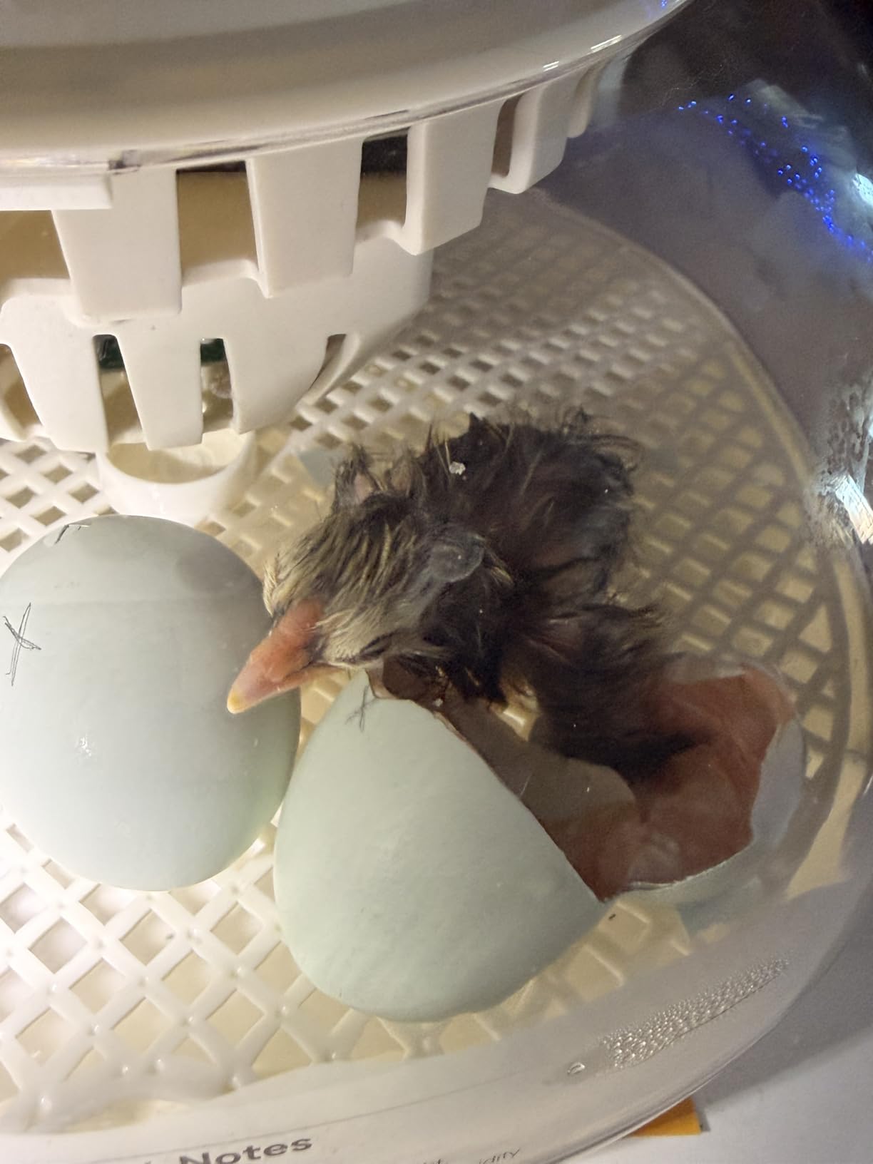 APDOE HatchPro 18 Egg Incubator, 2 Egg Trays, Automatic Egg Turning with Auto Stop, Humidity Control, Adjustable Incubation Day & Period, Auto Water Refill customer photo 2