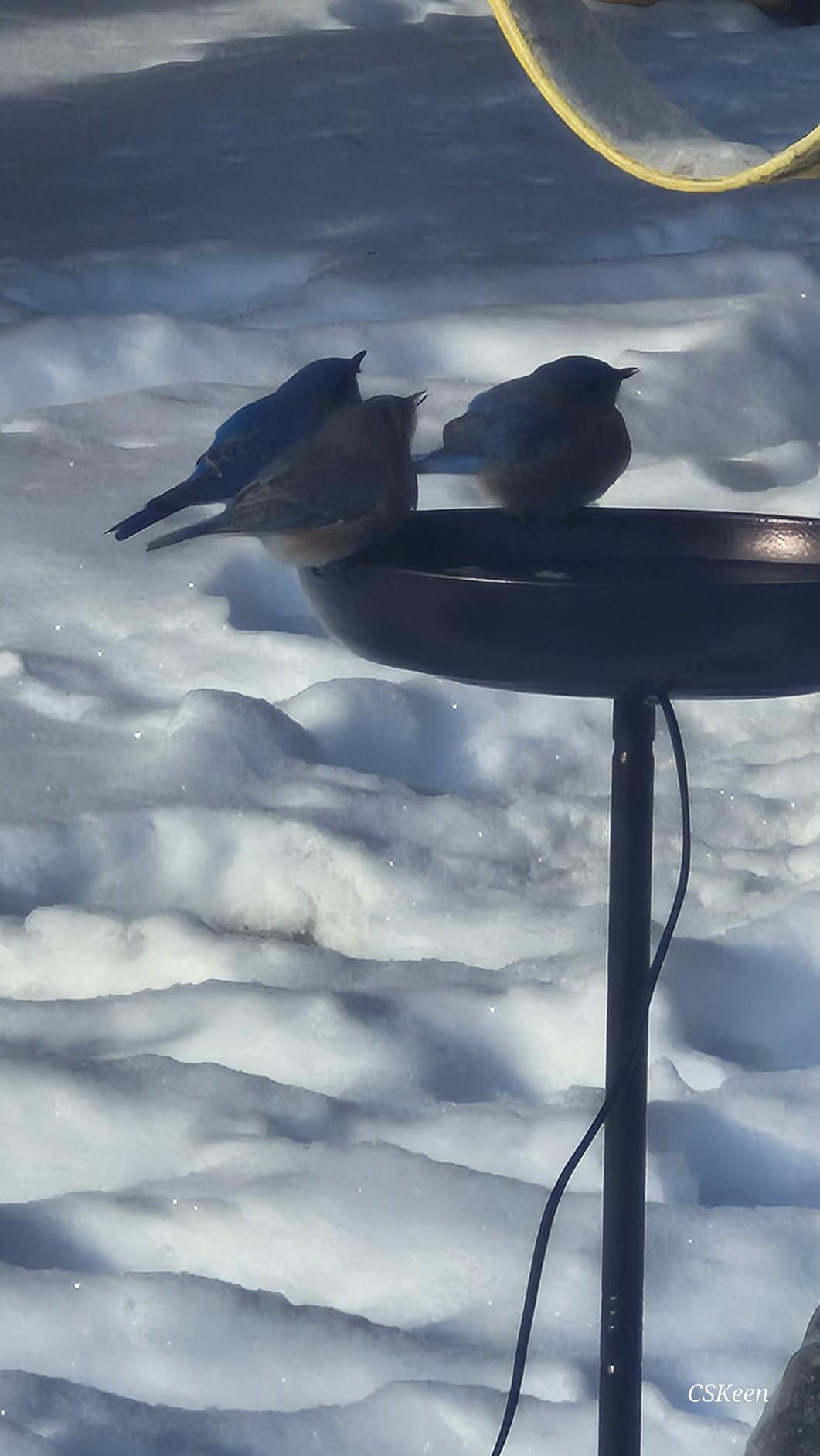 100W Heated Bird Bath - 35-Inch High Iron Birdbath with Water Heater & Deicer, 5-Prong Stable Base, Superior Heat Conduction for Yard/Garden customer photo 1