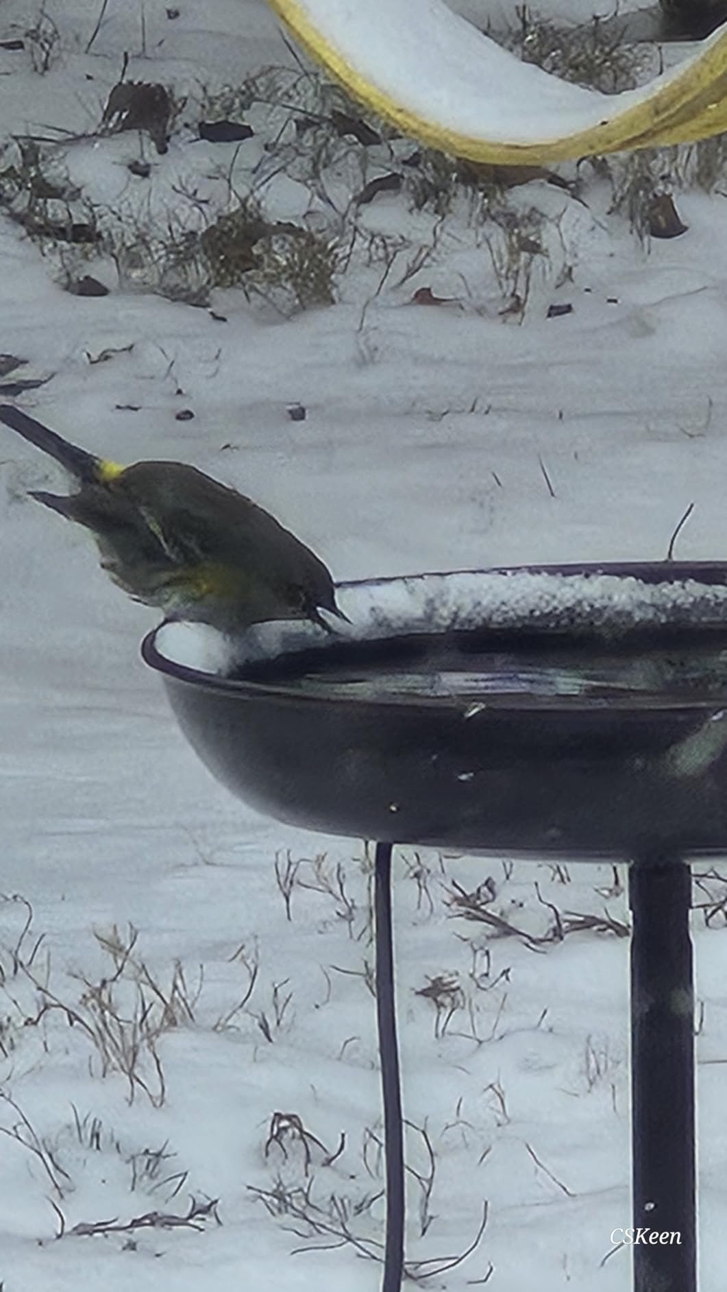 100W Heated Bird Bath - 35-Inch High Iron Birdbath with Water Heater & Deicer, 5-Prong Stable Base, Superior Heat Conduction for Yard/Garden customer photo 2