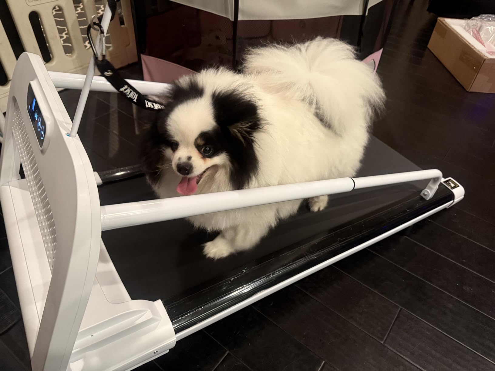 Quiet Dog Treadmill for Small, Medium & Partial Large Dogs, Indoor Treadmill for Dogs with 6° Incline, 2.5HP, 265LBS, Durable Pet Running Machine for Dog Fitness customer photo 1