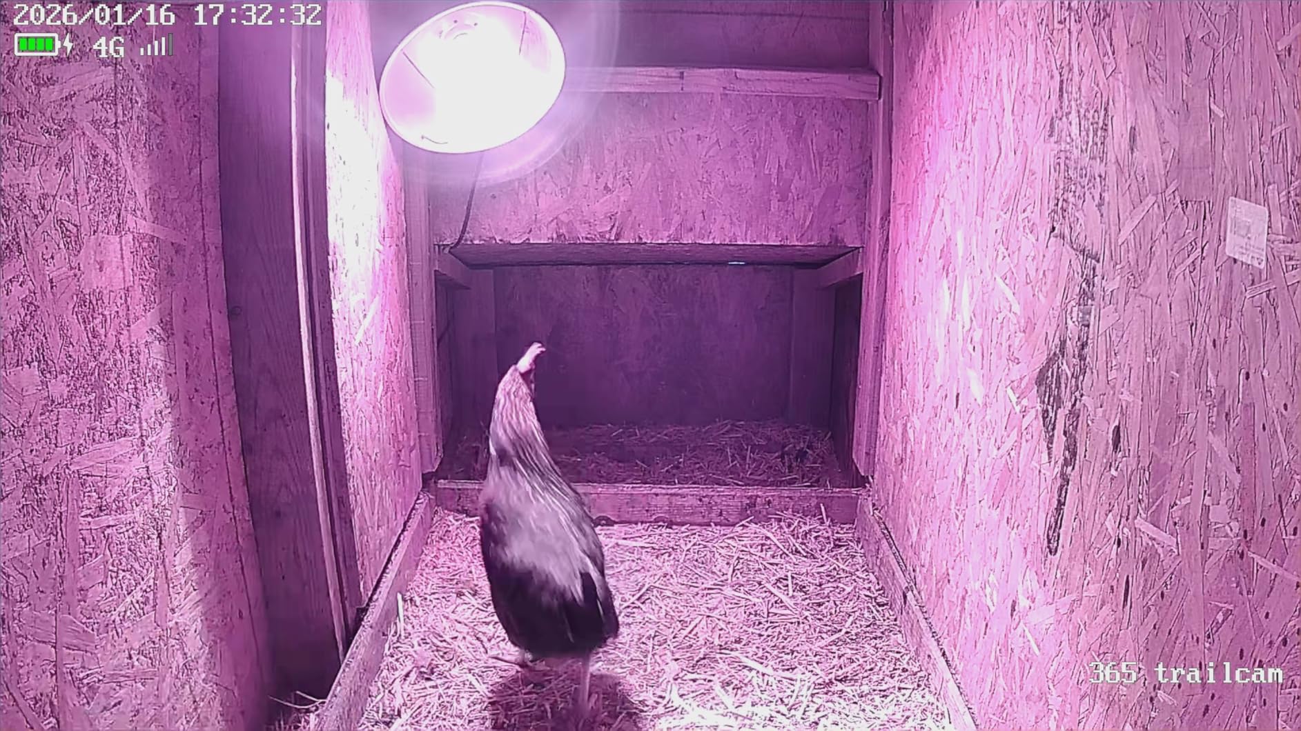 VOOPEAK Cellular Trail Camera, 4G LTE Cellular Security Camera with 360° Live Streaming, 2.5K Game Cameras Built-in SIM Card, Remote Access, Solar Powered, Night Vision, Motion Activated, 2 Pack customer photo 2