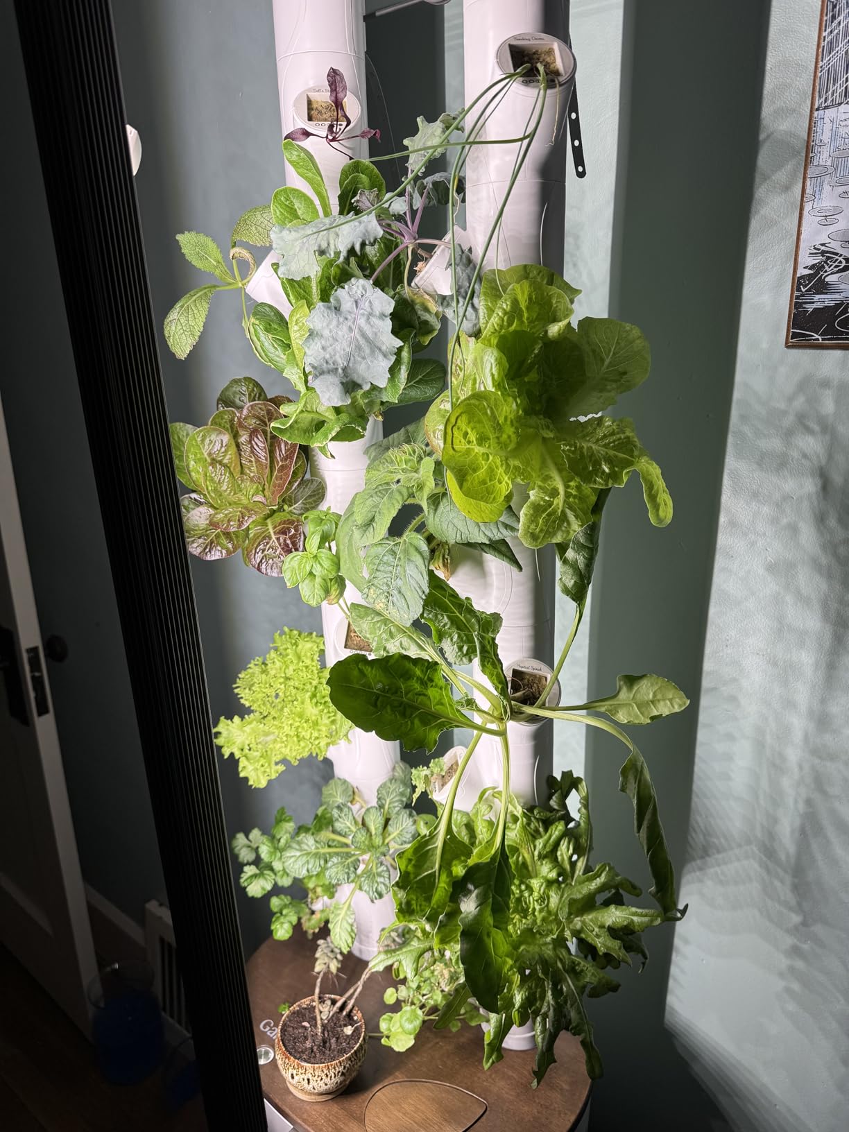 New & Improved! Gardyn Studio 2 Hydroponics Growing System - 16 Non-GMO Plants, Herbs, Vegetables - Smart Tower - Hydroponic Herb Garden Planter Indoor Kit - Indoor Gardening System w/Grow Lights customer photo 1