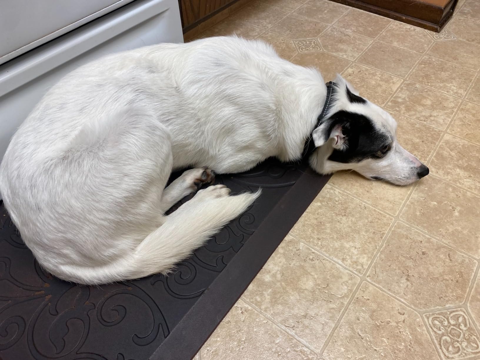 Dog Grooming Vacuum Kit for Shedding: Pet Hair Remover with Quiet Suction Cleaners and Large Capacity Dustbin for Long-Haired Dogs and Cats Home Brush and Groomer with 6 Attachments(Ivory) customer photo 2