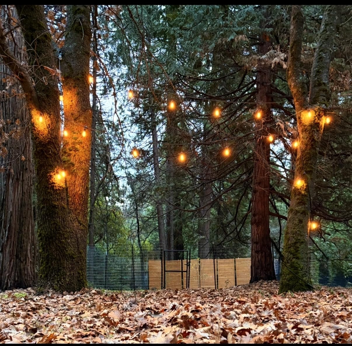 6.1ft H x 3.1ft W (1 Panel) Freestanding or Surface Mounted Enclo Sierra Privacy Screen, Wood Fence Screen, Outdoor or Indoor Decorative Privacy Panel, Great for Balcony, Patio, Deck, AZ18031 customer photo 1