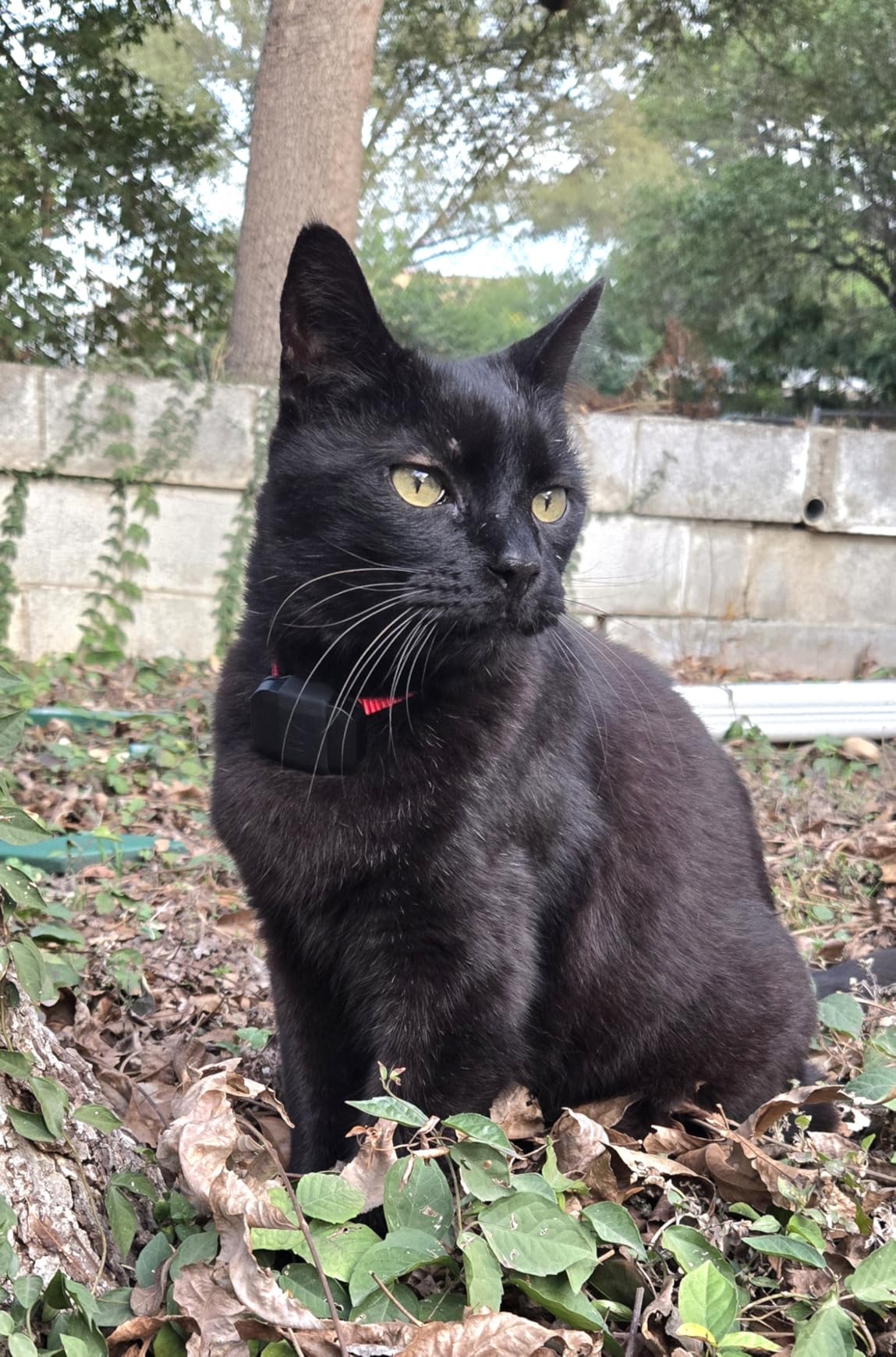 Fi Mini GPS Tracker for Cats - Lightweight Collar Attachment, Virtual Fences, Escape Alerts, Step & Health Tracking, Waterproof Cat Tracker - 6-Month Membership Included customer photo 1