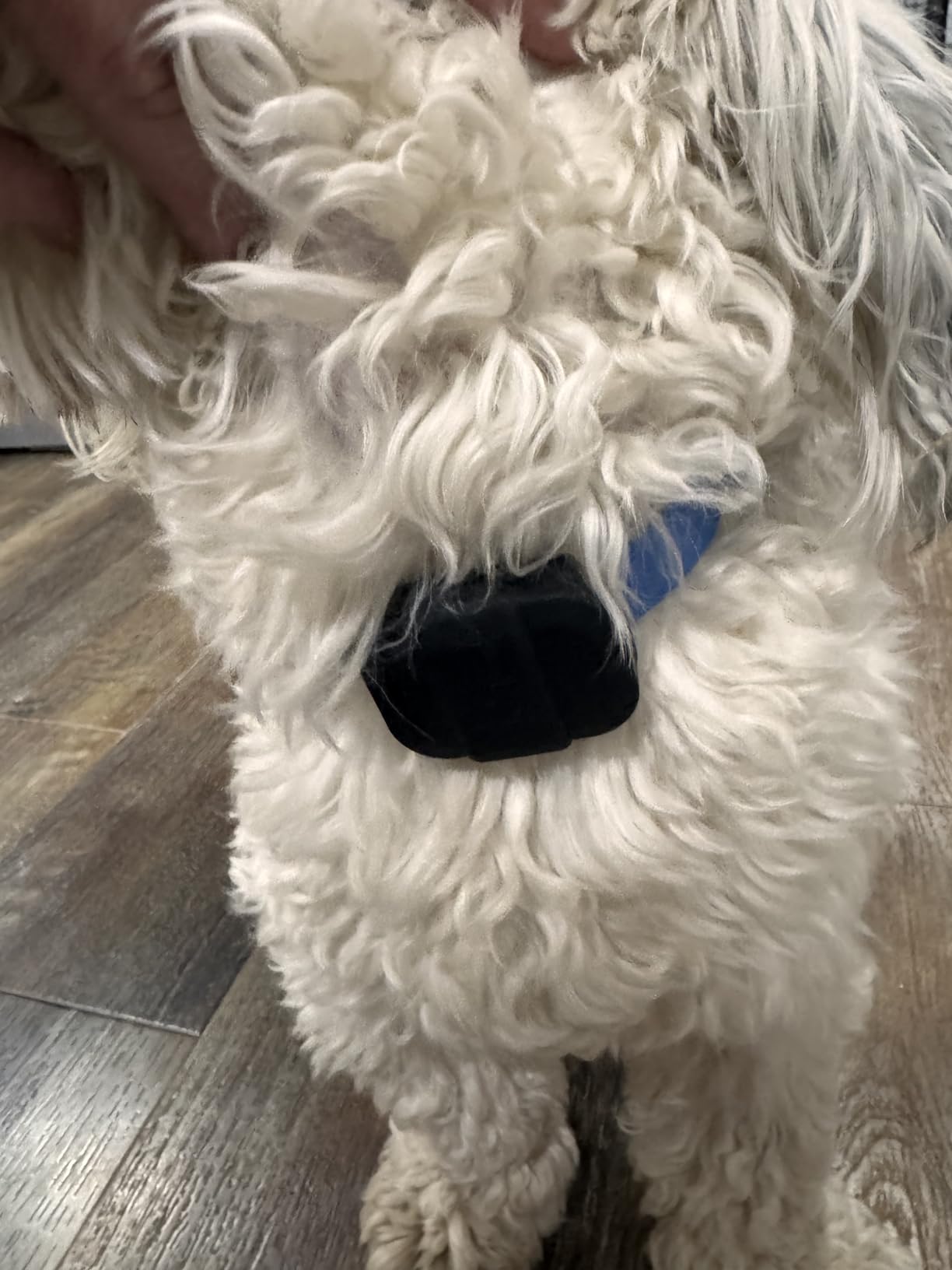 Fi Mini GPS Tracker for Cats - Lightweight Collar Attachment, Virtual Fences, Escape Alerts, Step & Health Tracking, Waterproof Cat Tracker - 6-Month Membership Included customer photo 2