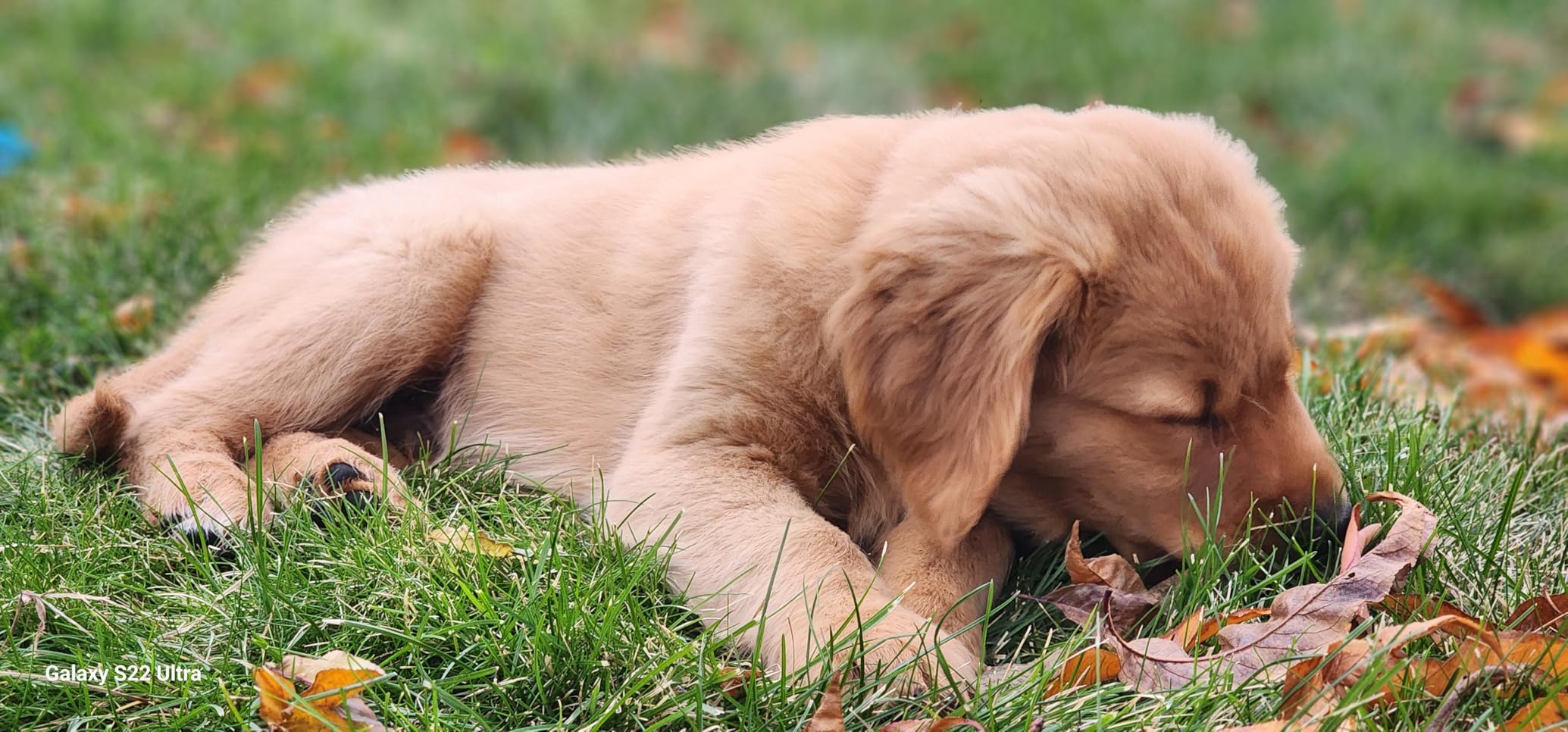 MIMOFPET Wireless Dog Fence for 2 Dogs - Covers up to 856-Acre Electric Fence,185 Days Standby Time Training Collar,Pet Containment System with 3 Training Mode,Flash Light and Waterproof customer photo 2