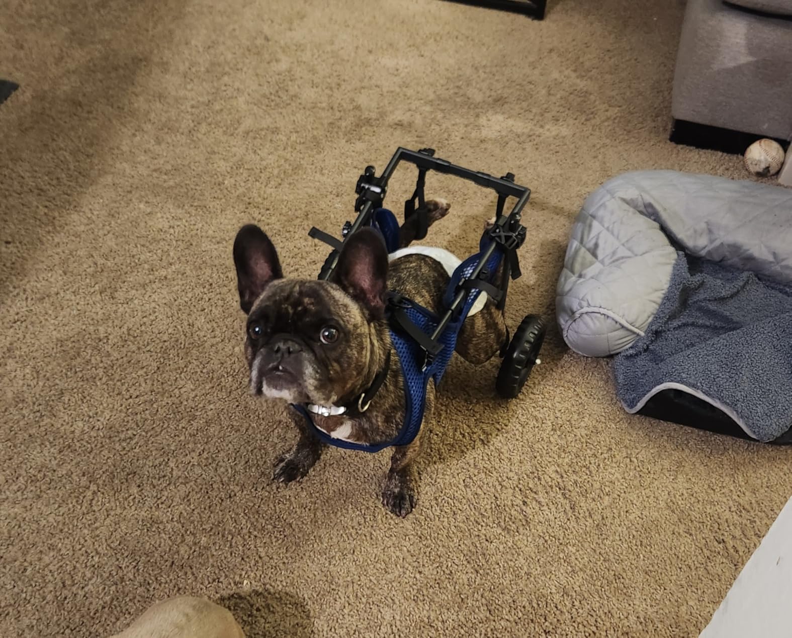 Adjustable Large Dog Wheelchair for Back Legs, Upgraded Wheel, Disabled Pets, Leg Brace, Mobility Aid for Large Pets, Hind Limb Rehabilitation, Older, Disabled (XL) customer photo 1