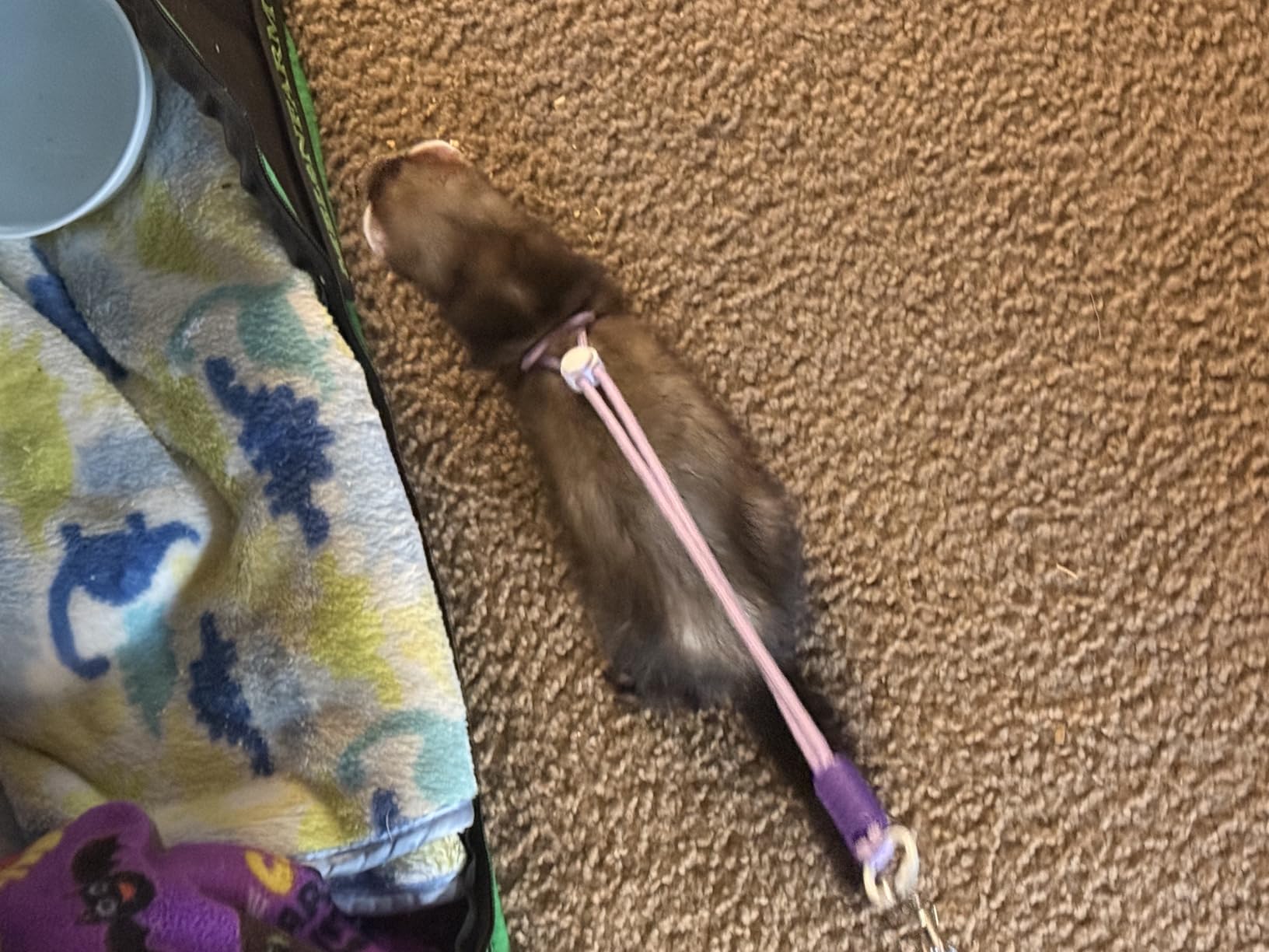 [3-Piece Set] Escape Proof Small Pet Harness and Leash - 10ft (3m) Retractable Lead & 2 Adjustable Rope Vests customer photo 1