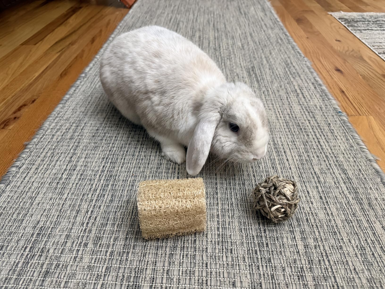 7 Pcs Rabbit Chew Toys, Interactive Foraging Toy, Natural Materials, Loofah Sponges, Seagrass Balls, Dental Cleaning, Relieve Stress, for Bunnies, Guinea Pigs, Small Pets customer photo 1