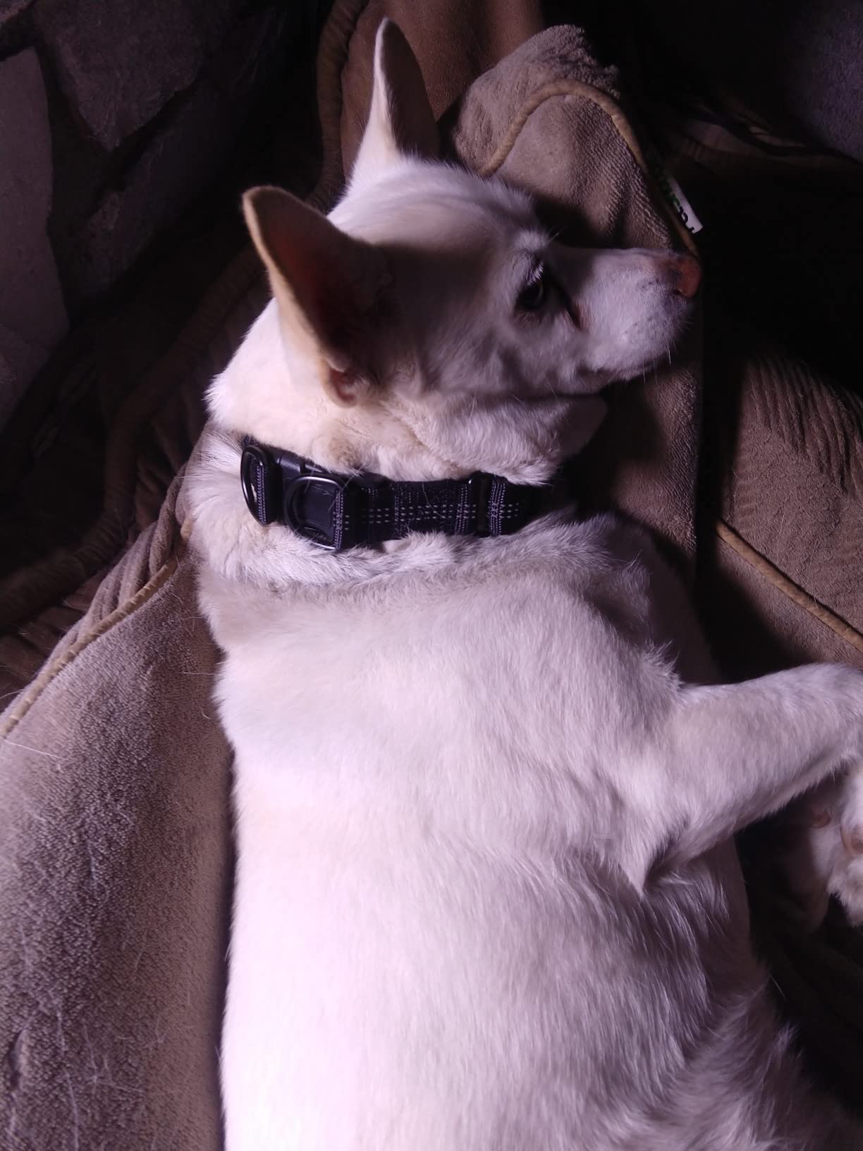 GPS Dog Fence for Dogs That Run-Wireless Invisible Fence with GPS+GLONASS+Galileo, Waterproof Pet Containment System, 48H Battery, Adjustable Range 65-3280 ft for Camping & No-Yard Use (Over 15 lbs) customer photo 1