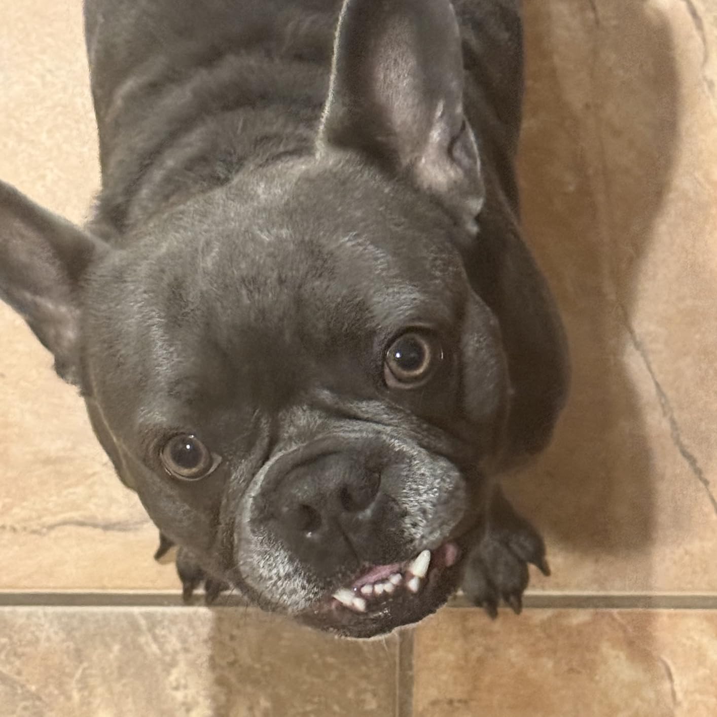 2-in-1 GPS Tracker for Dogs: Smart Collar with Real-Time Location, No Monthly Fee, Unlimited Range (iOS Only) GPS Tracker Dog Collar- Ideal for Small, Medium Large Dogs(Tracker Included)(Green) customer photo 1