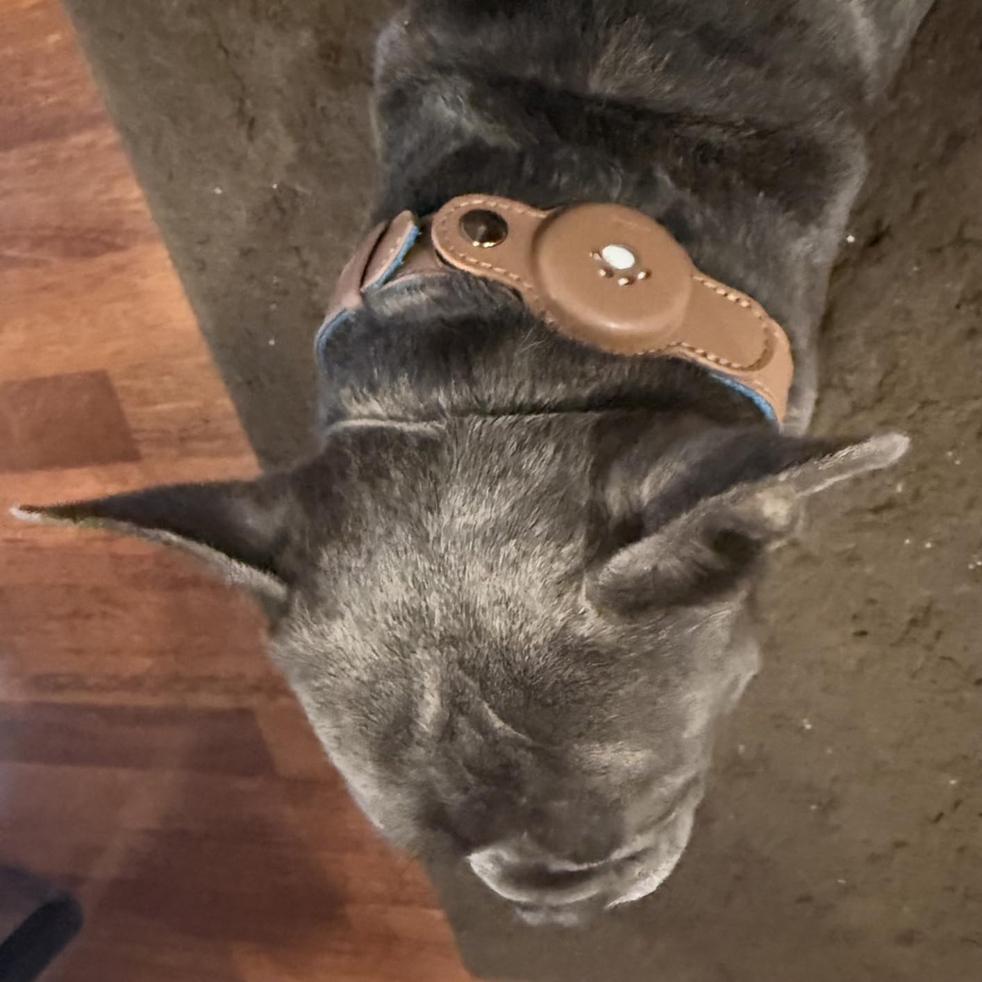 2-in-1 GPS Tracker for Dogs: Smart Collar with Real-Time Location, No Monthly Fee, Unlimited Range (iOS Only) GPS Tracker Dog Collar- Ideal for Small, Medium Large Dogs(Tracker Included)(Green) customer photo 2