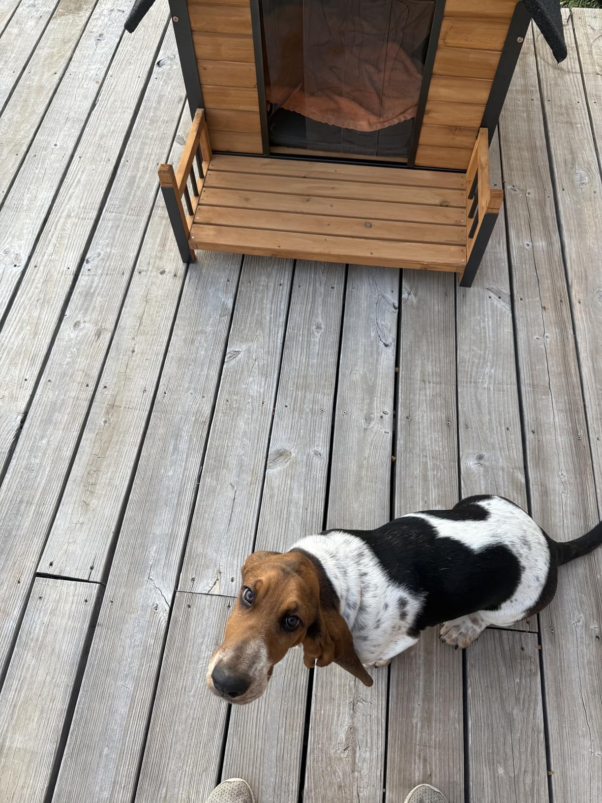 GUTINNEEN Heated Dog House Outdoor for Winter, Extra Large Dog Kennel with Metal Frame for Large Breeds, Insulated Dog Shelter with Heated Pad and Insulated Liner, Waterproof Asphalt Roof, Large Porch customer photo 1