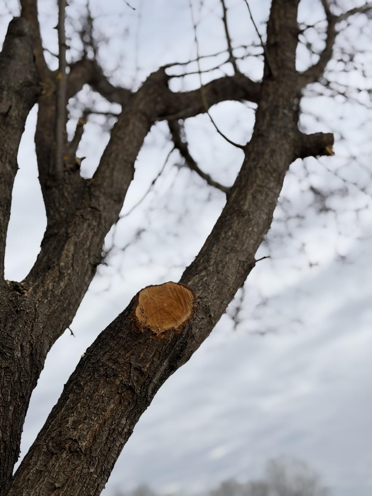 SEESII 2-in-1 Electric Pole Saws: Brushless Mini Chainsaw Cordless 6 Inch, 2 x 4000mAh Batteries, Pole Saw for Tree Trimming, Hand held Chain Saw with Extension Pole for Tree Limb Branch Cutter, P6 Ace customer photo 2