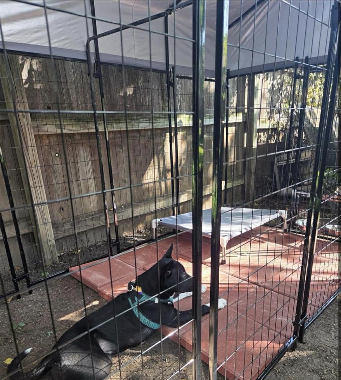 LOVMOR Outdoor Dog Kennel with Roof, Heavy Duty Steel Dog Run Enclosure for Large Dogs, Waterproof Canopy, Double Latch Door, Adjustable Feeding Bowls, Pet Pen for Yard and Patio, 10'L x 10'W x 6.5'H customer photo 1